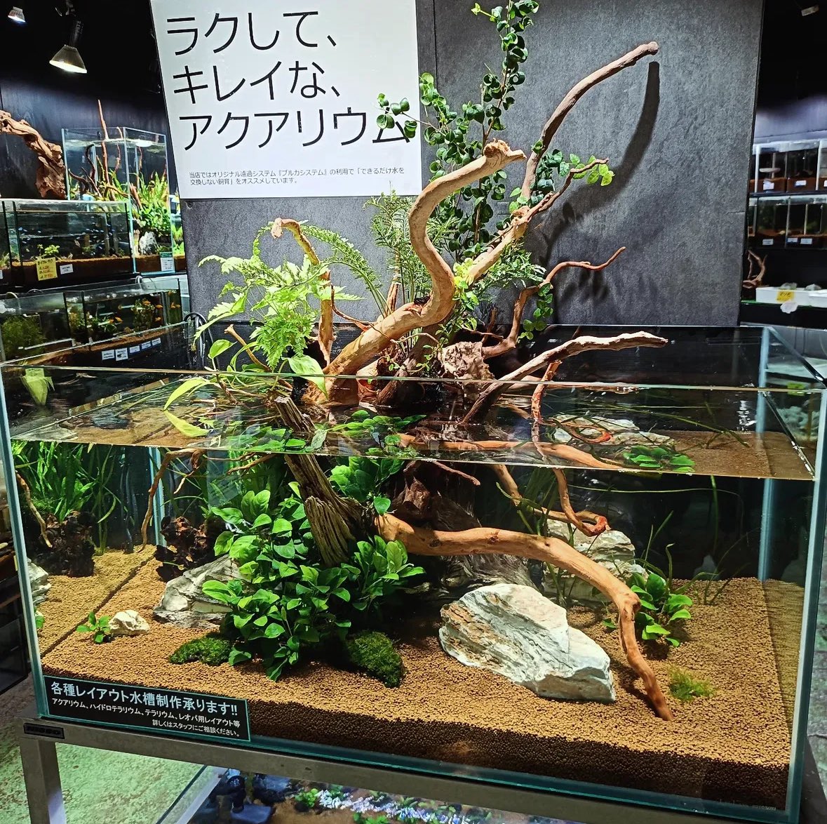 水槽 HIRO ヒロセペット成田空港店 on X: 