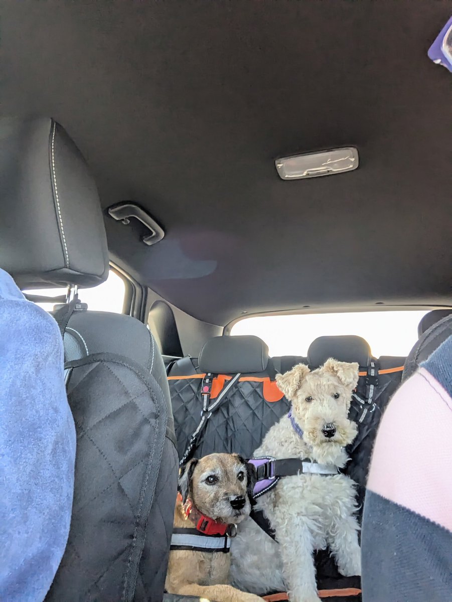 Dogs in cars..of course they could have a seat to themselves, spread out, chill, have a nap. Secure with their seat belts on their harnesses.

But no, they sit together. Always. I like to think they are discussing the cricket, or the state of the roads..