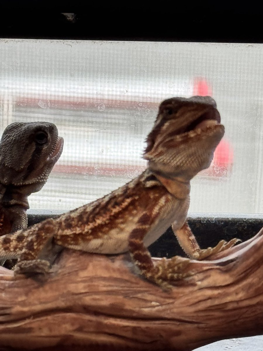 cres_crezy710's tweet image. #ダークレッド
#フトアゴヒゲトカゲ
#RM100
#suke