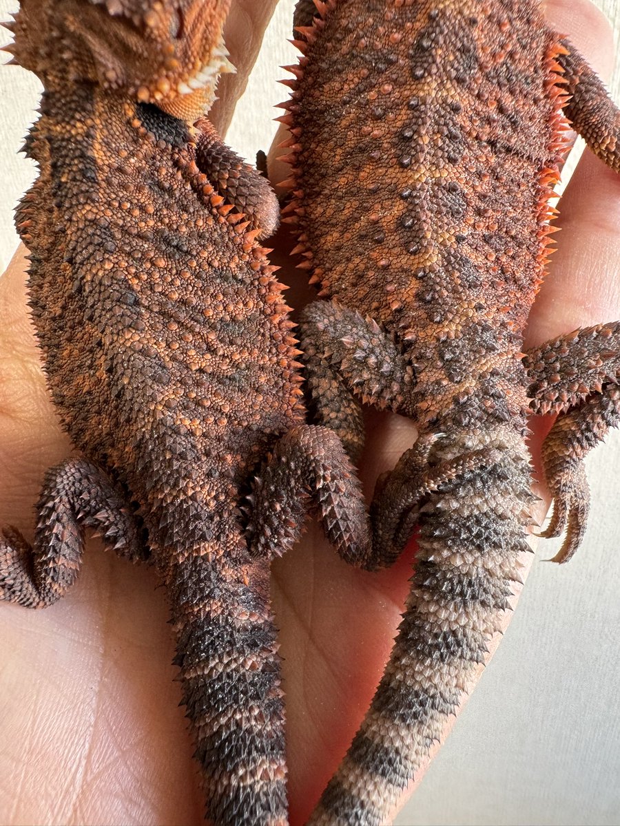 cres_crezy710's tweet image. #ダークレッド
#フトアゴヒゲトカゲ
#RM100
#suke