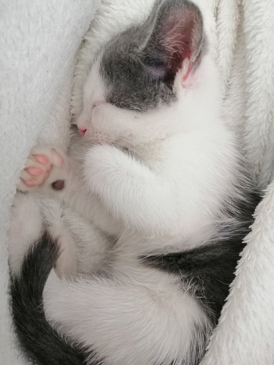 Це фото маленької Мусічкі для привертання уваги
Вона колись була крихітна,а потім виросла в красиву котіньку
Задонатьте на збір,він теж поки маленький,щоб з нього вирос транспорт для хлопців