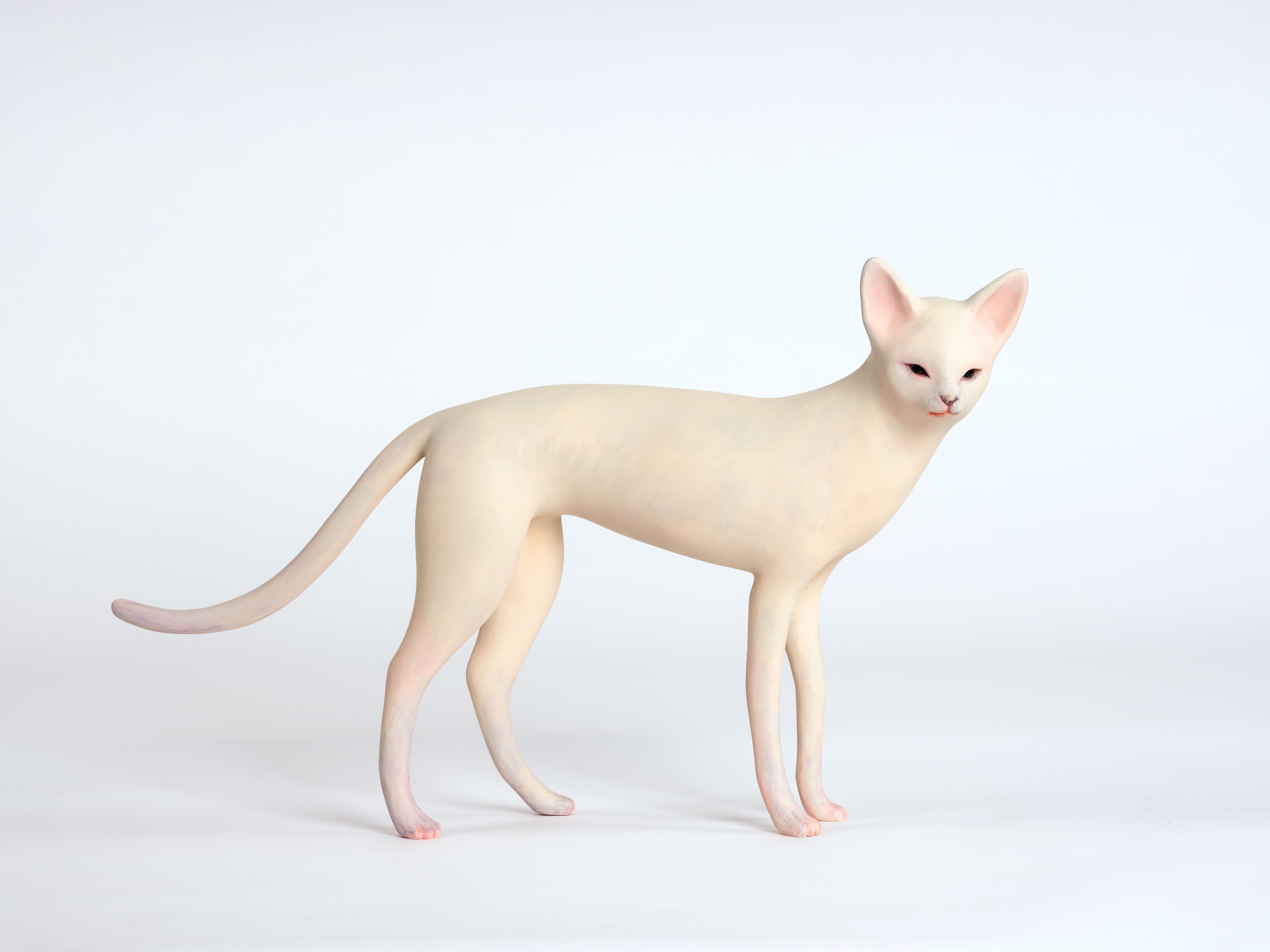 土屋仁応 YOSHIMASA TSUCHIYA Kitten 01 子猫 土屋仁応 YOSHIMASA TSUCHIYA Kitten 01 子猫 - メルカリ