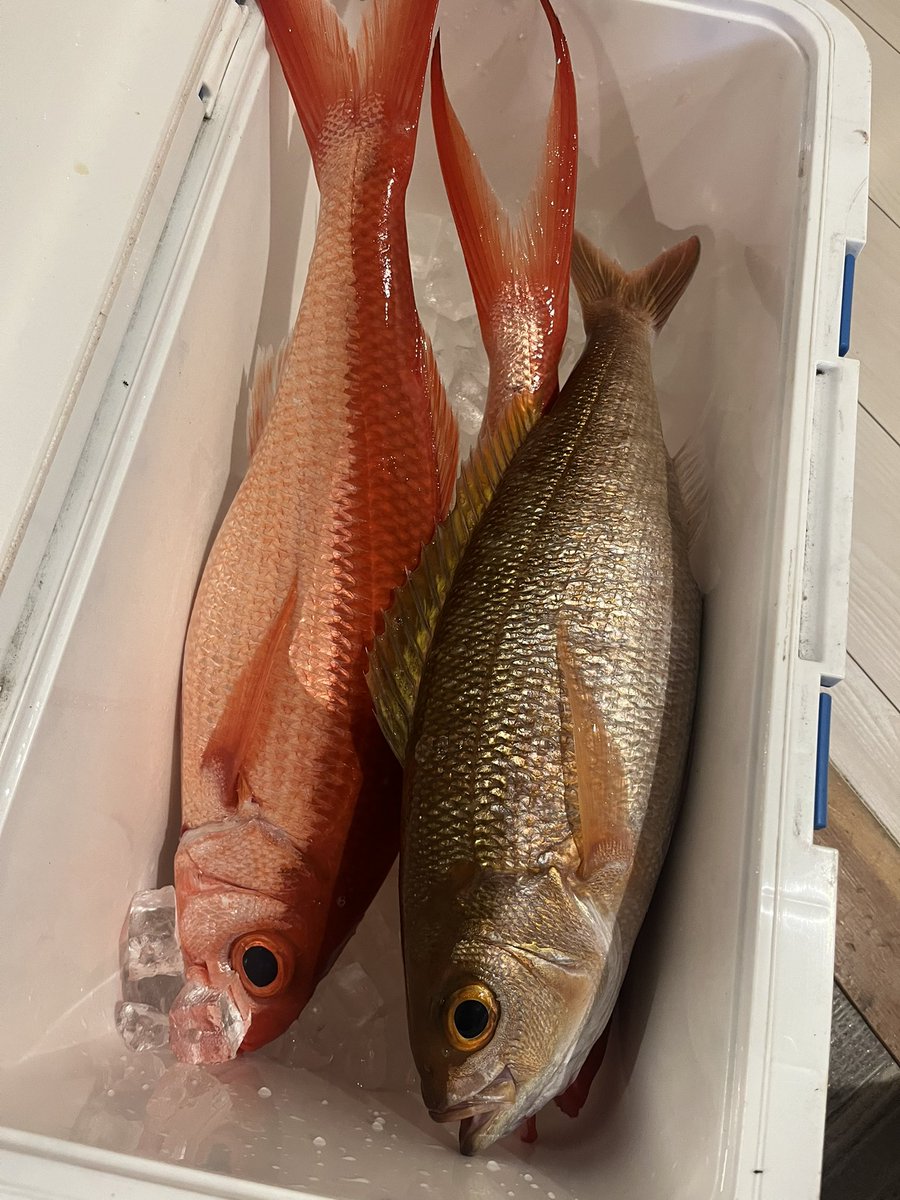 sasaosou's tweet image. いつもありがとうございます🎣
嬉しい嬉しい🥰
#八丈島
#ゲストハウス