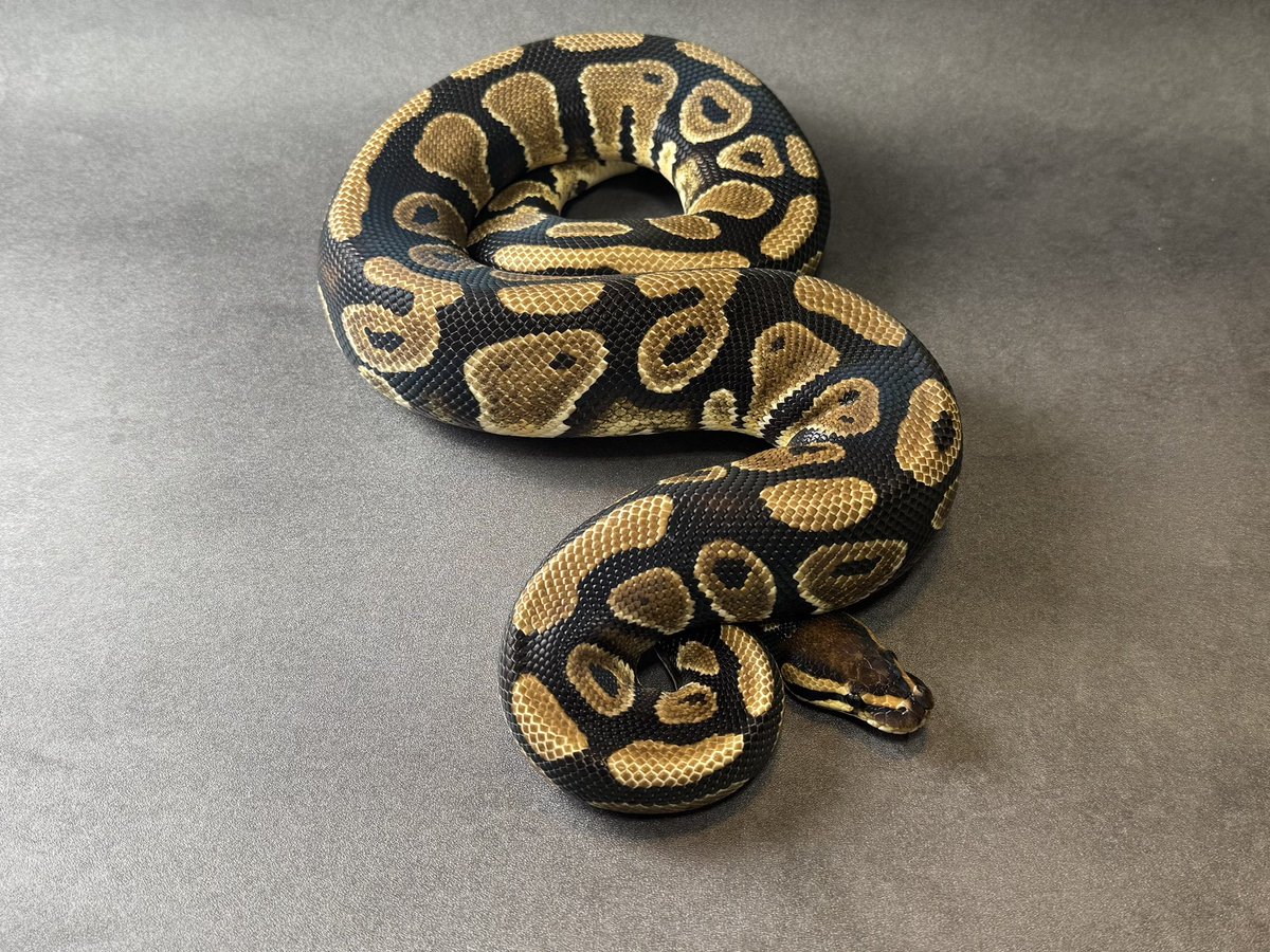 SHN_reptiles's tweet photo. NR mandarin het clown
・SHNCB アダルト♂ 980g
・50%het hypo→shed testでhetなし
・メス親は本家個体
→143000円税込
興味ある方ご連絡ください^_^
#ボールパイソン
#SHNCB https://t.co/zbOx6dHFX3