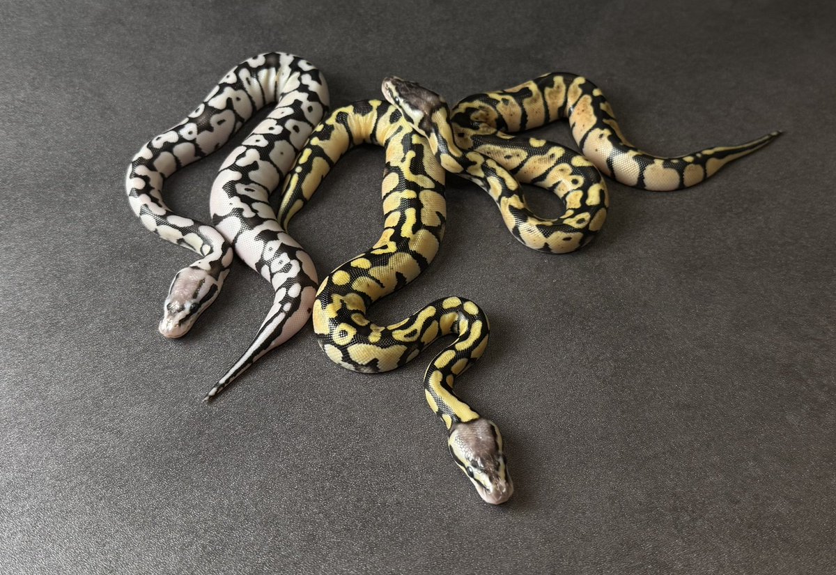 SHN_reptiles's tweet photo. 大変お待たせ致しました。
とんぶり市25SHNCBボールパイソンリストです。
*全額入金で事前売約可、一部個体は餌付けてから交付致します。
#とんぶり市
#SHNCB https://t.co/WLLVc3xNXA