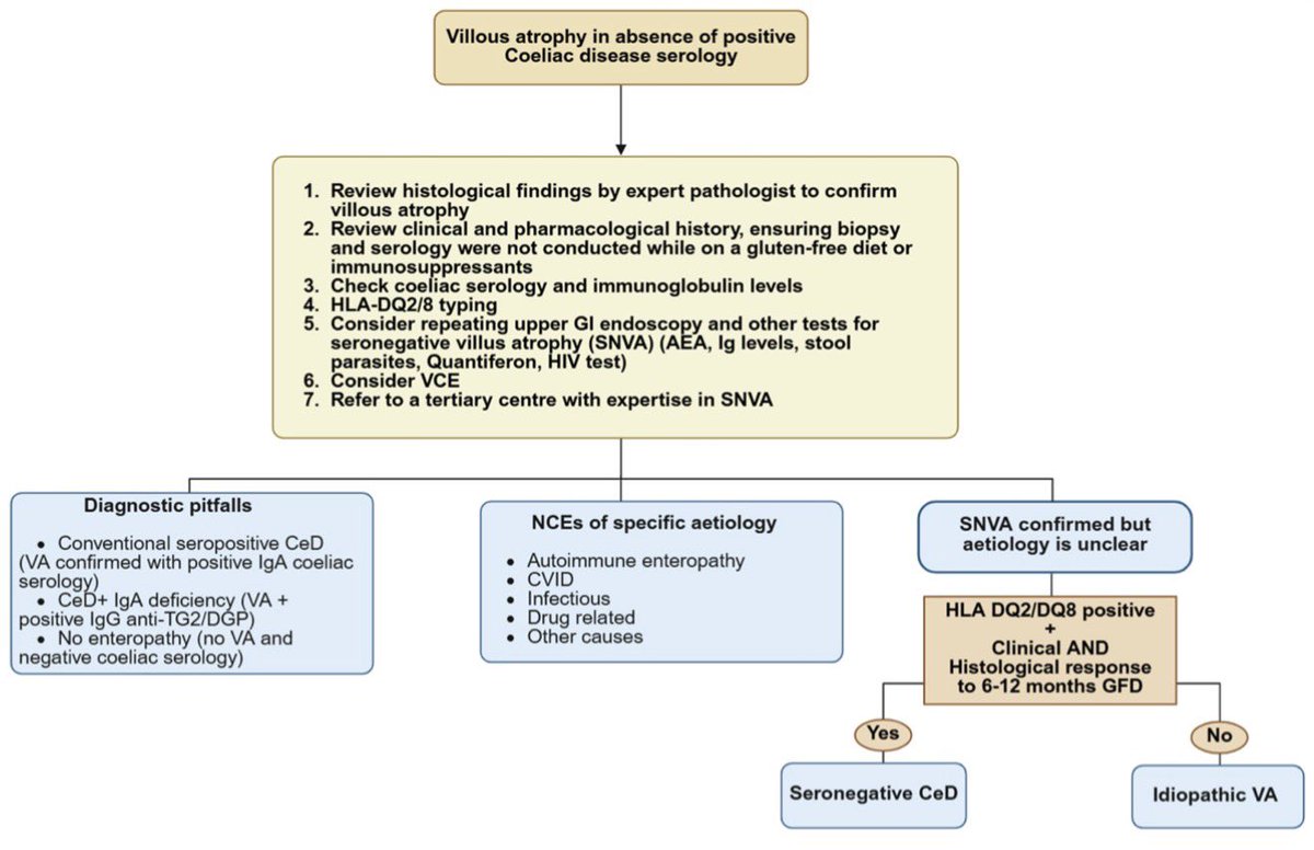 The updated 2025 European guidelines on coeliac disease are now out! <a href="/UEGJournal/">UEGJ</a> 🆕🔢

1️⃣ Main updates 🔑
2️⃣ What to do if already on GFD 🌾
3️⃣ Other causes of villous atrophy 🧠
4️⃣ Seronegative villous atrophy 💡

📸: onlinelibrary.wiley.com/doi/full/10.10…