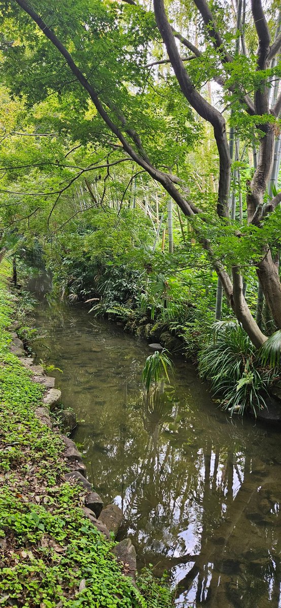 初めて上白根の即売会を覗いてきました♪
大きなイベントと違いゆっくり生体を見れるのが良い😊

一通り見た後<a href="/daichi_0816_KB/">DaicHi</a>さんのブースでガチャを２回して幼虫ガチャ袋なるものをゲット♪
中身はヤエノコとコツヤクワガタで地味に嬉しい😁✨️

帰りは行きに気になった場所を散歩してから帰宅♪