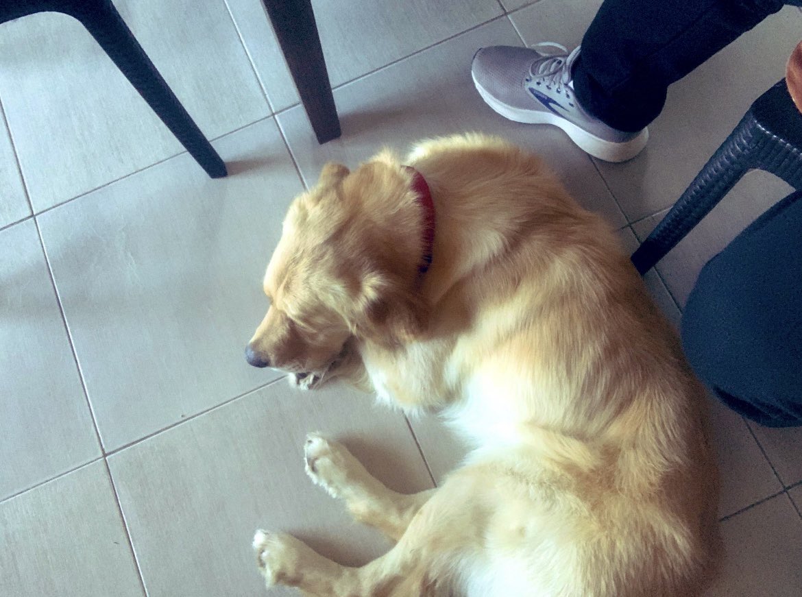 في صديق كلب إبن كلب، وفي كلب صديق كمان إبن كلب 🦴
®