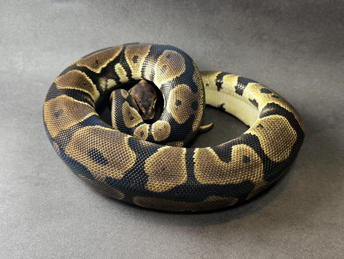 SHN_reptiles's tweet photo. NR mandarin leopard het clown
・SHNCB サブアダルト♀ 1165g
・50%het hypo→shed testでhetなし
・メス親は本家個体
→220000円税込
興味ある方ご連絡ください^_^
#ボールパイソン
#SHNCB https://t.co/rYTK8VxCPH