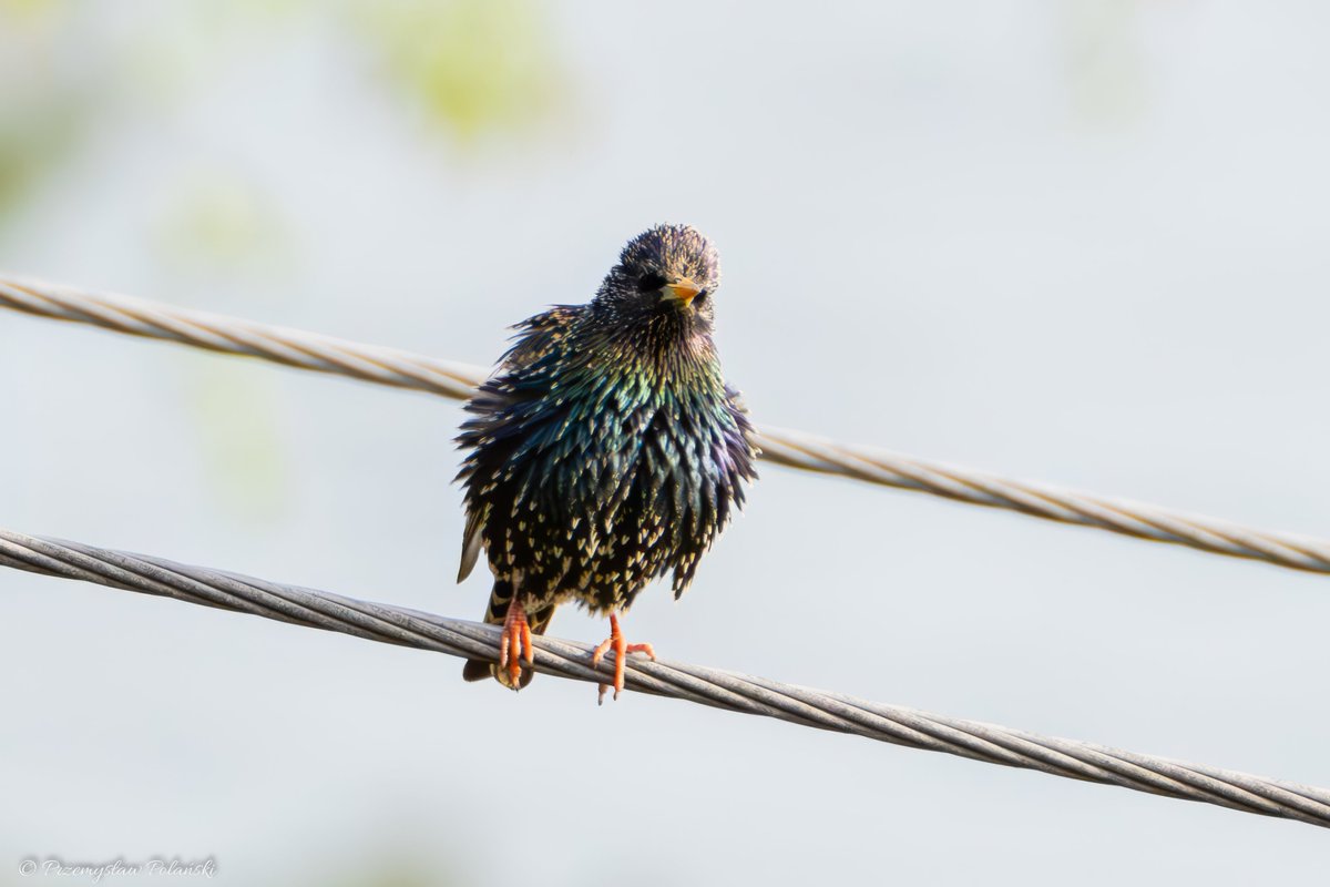 Dzień dobry😊
Szpak (Sturnus vulgaris)
