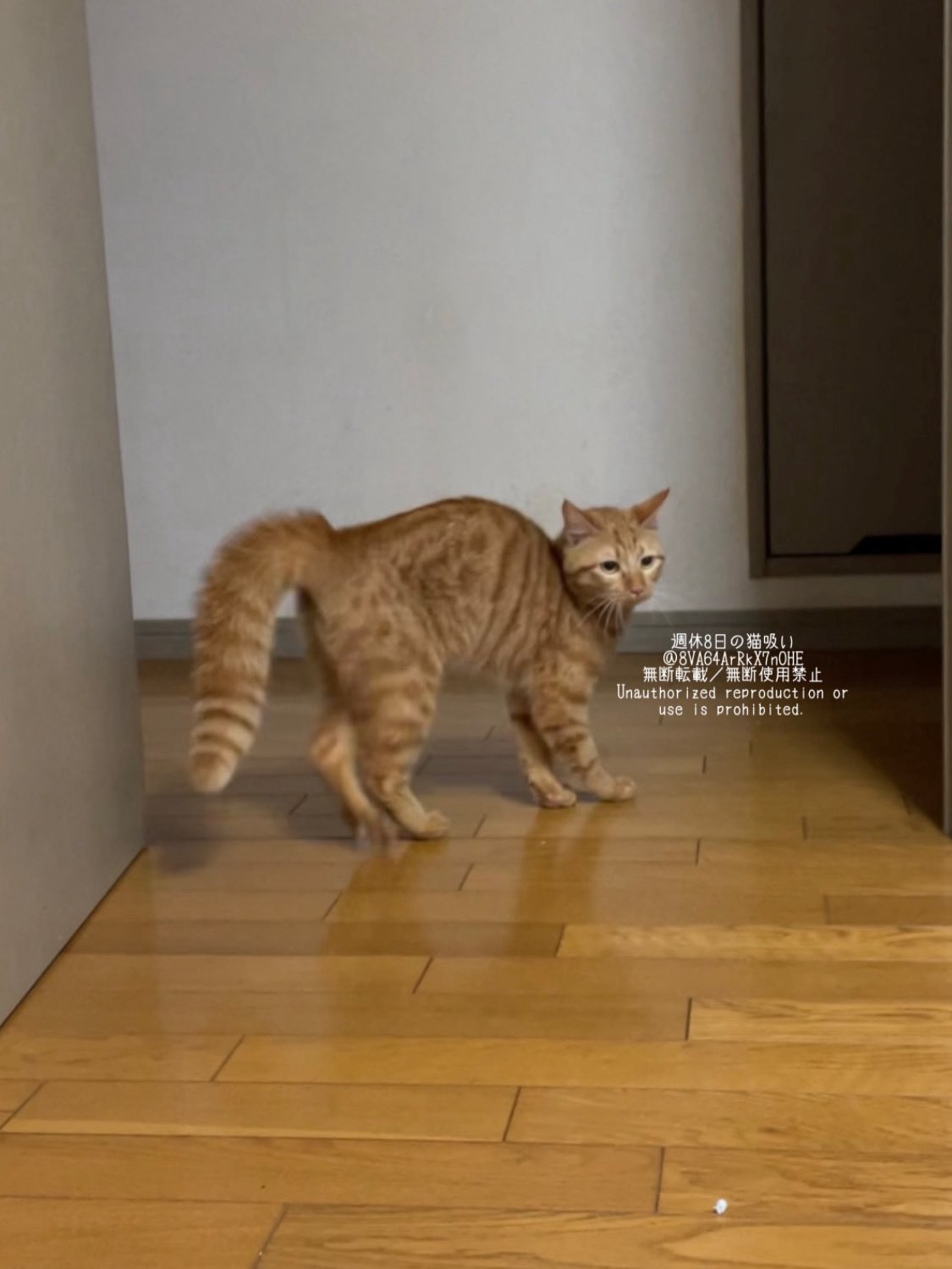 ねこ♡ページ スーパーセール 藤編み 猫ハウス ラタン ペットベッド 四季通用