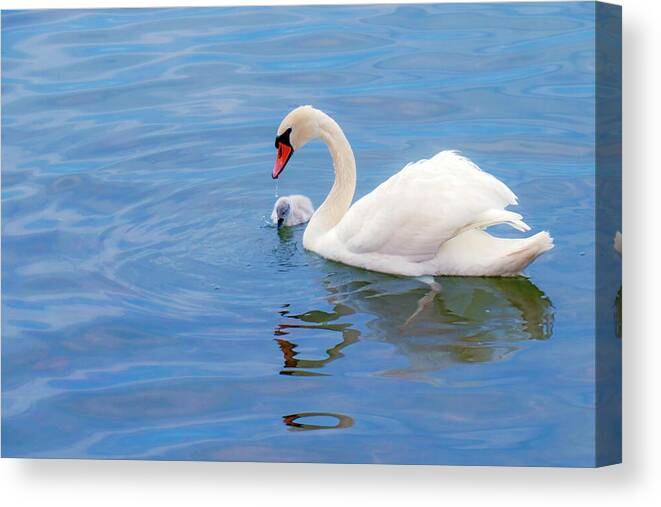 HurmerintaArt's tweet photo. Papa Swan With The Cygnet.

Swan photography. Beautiful on wall art, cards and pillows. 

#swan #wallart #giftidea #birdphotography #summer #swanfamily 
https://t.co/fet1iDk0q7 https://t.co/emv2ZlnyV5