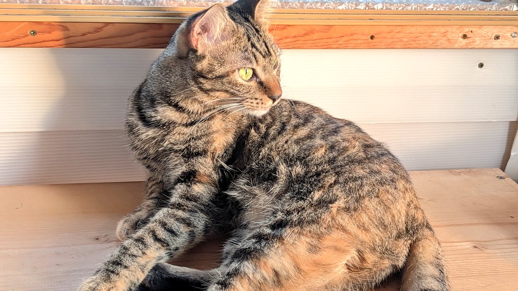 きじとら キジトラ - Search / X