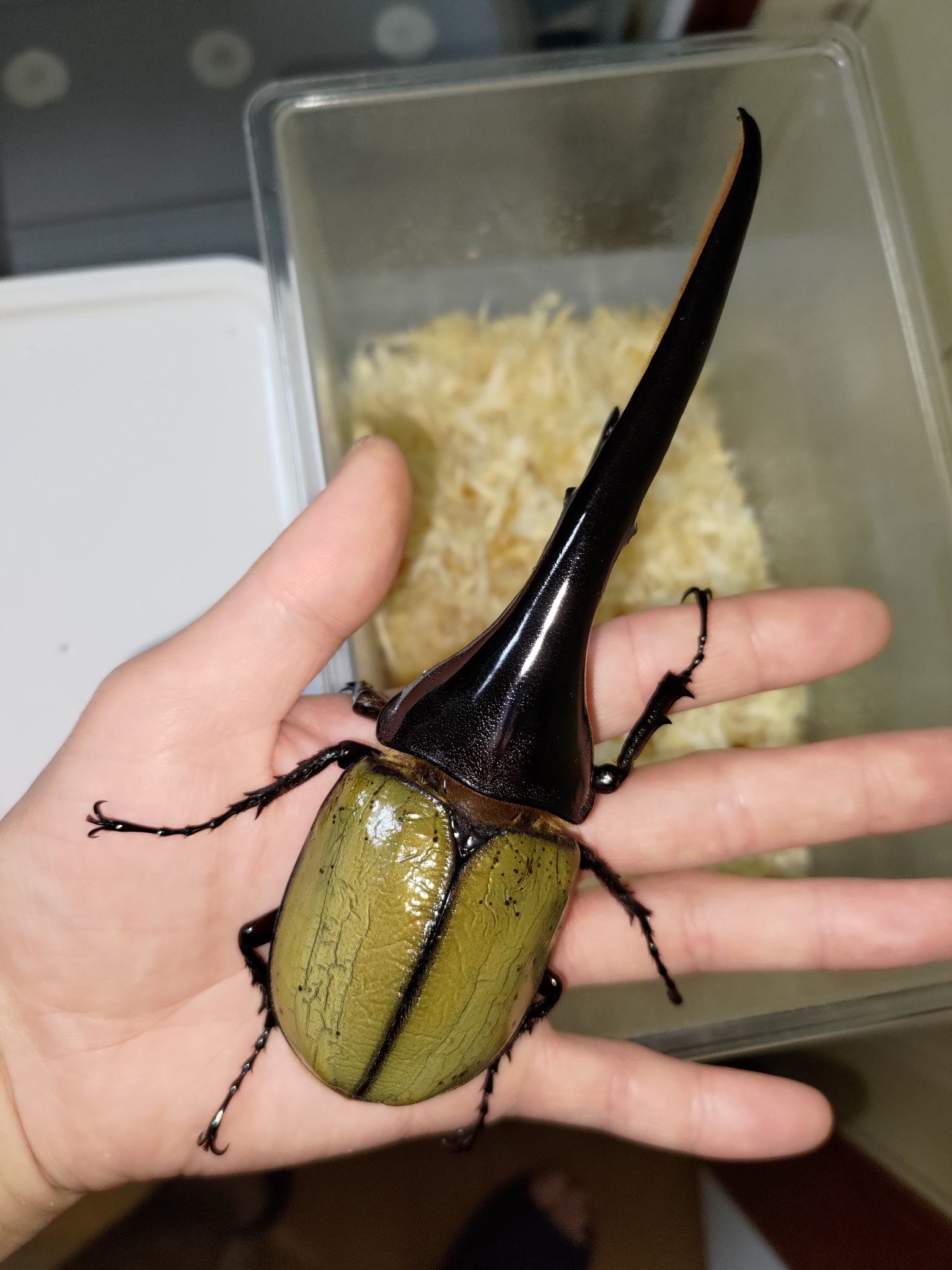 雑魚師匠 61d7PtHrXjL._UF894,1000_QL80_.jpg