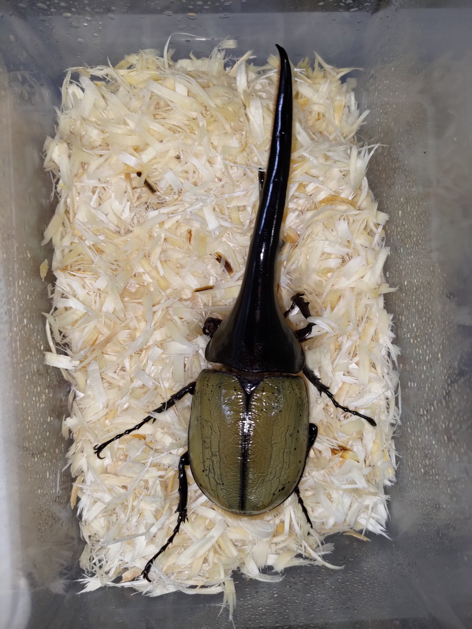 山猫オーダー専用 ヘラクレス, 横たわる負傷したギリシャ戦士 - アファイア神殿 山猫オーダー専用 ヘラクレス, 横たわる負傷したギリシャ戦士