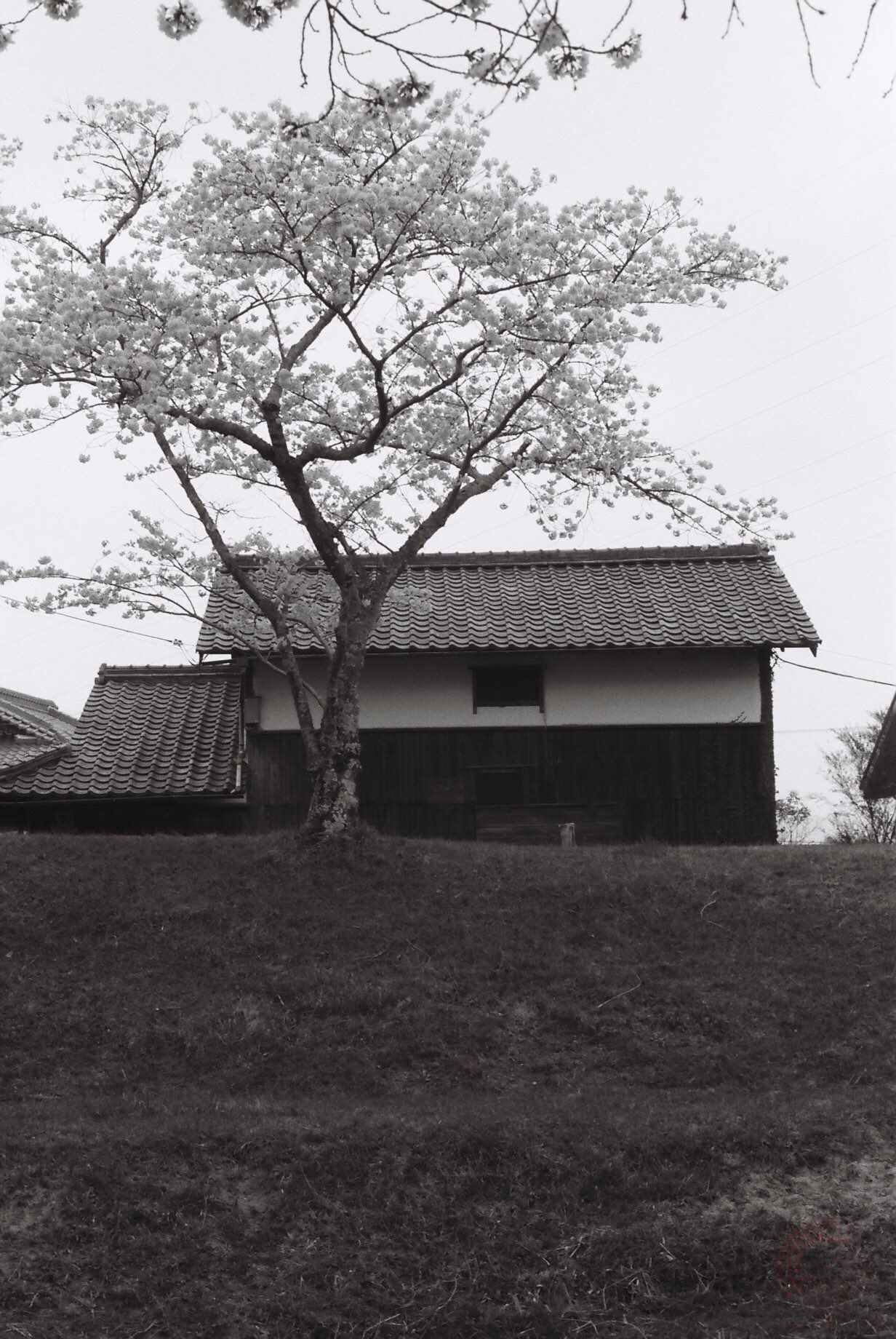 Nyagon (negative film photography lover) (@kyoto_suki) / X