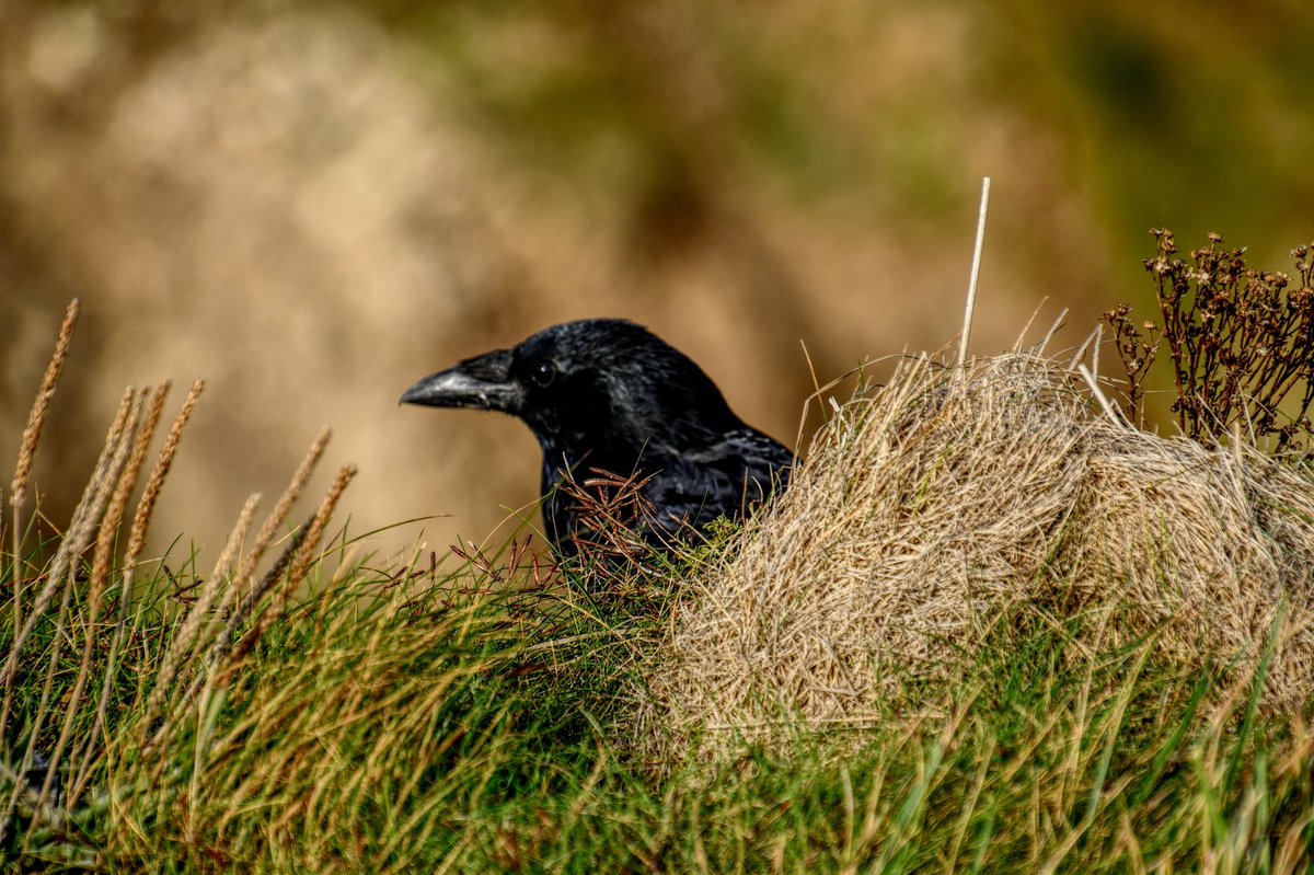 Livindeadgirl00's tweet image. #flamboroughhead #eastridingofyorkshire  #cliffs #ukbirds