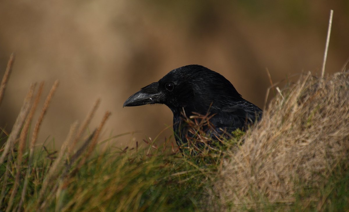 Livindeadgirl00's tweet image. #flamboroughhead #eastridingofyorkshire  #cliffs #ukbirds