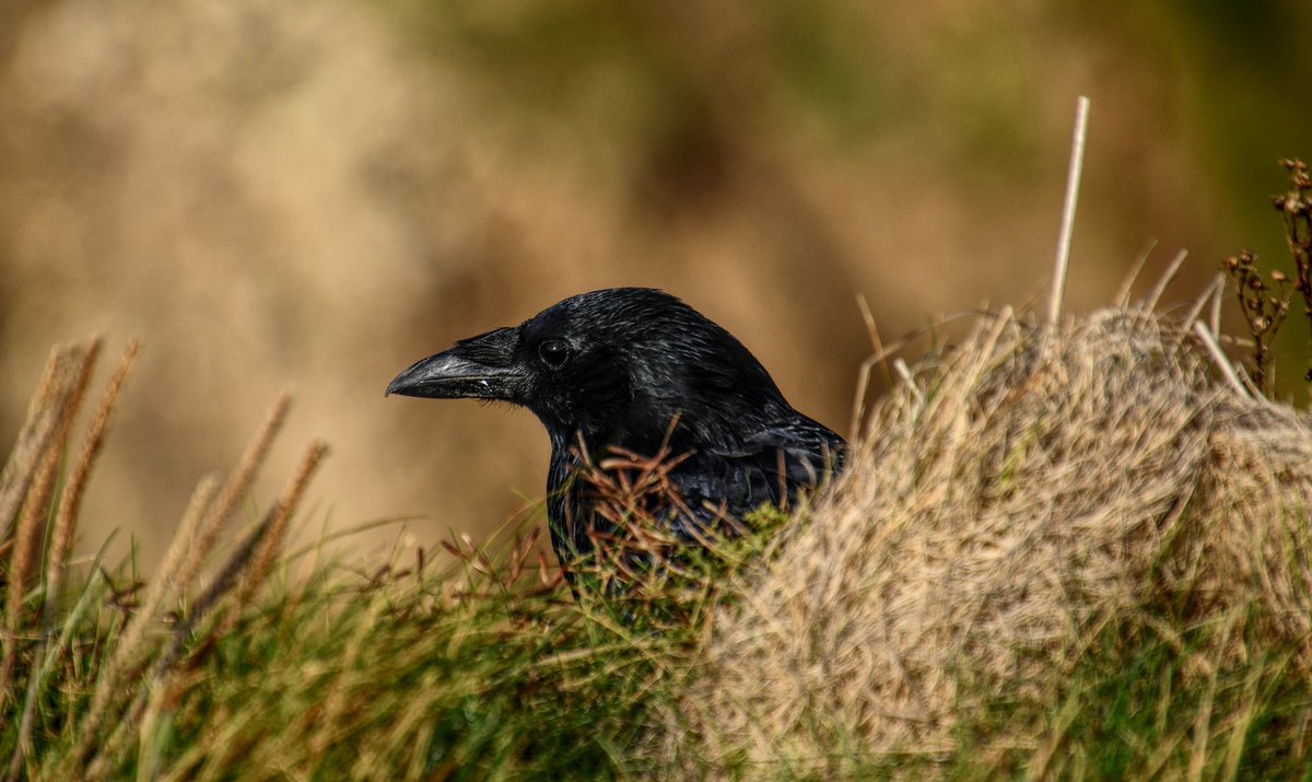 Livindeadgirl00's tweet image. #flamboroughhead #eastridingofyorkshire  #cliffs #ukbirds