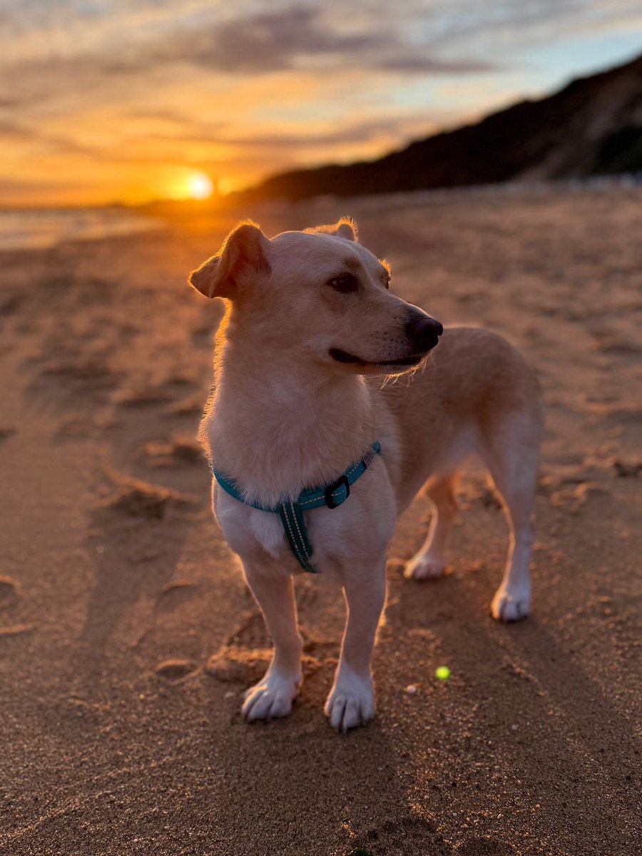 Doesn't this photo make you fill up a bit? From the hell of Lancram to paradise. Amber is happily adopted and just look at her life now. I'm very thankful she got this chance. An army of kind, caring people gave her this chance. Thank you so much everyone. 🙏🙏🙏🙏