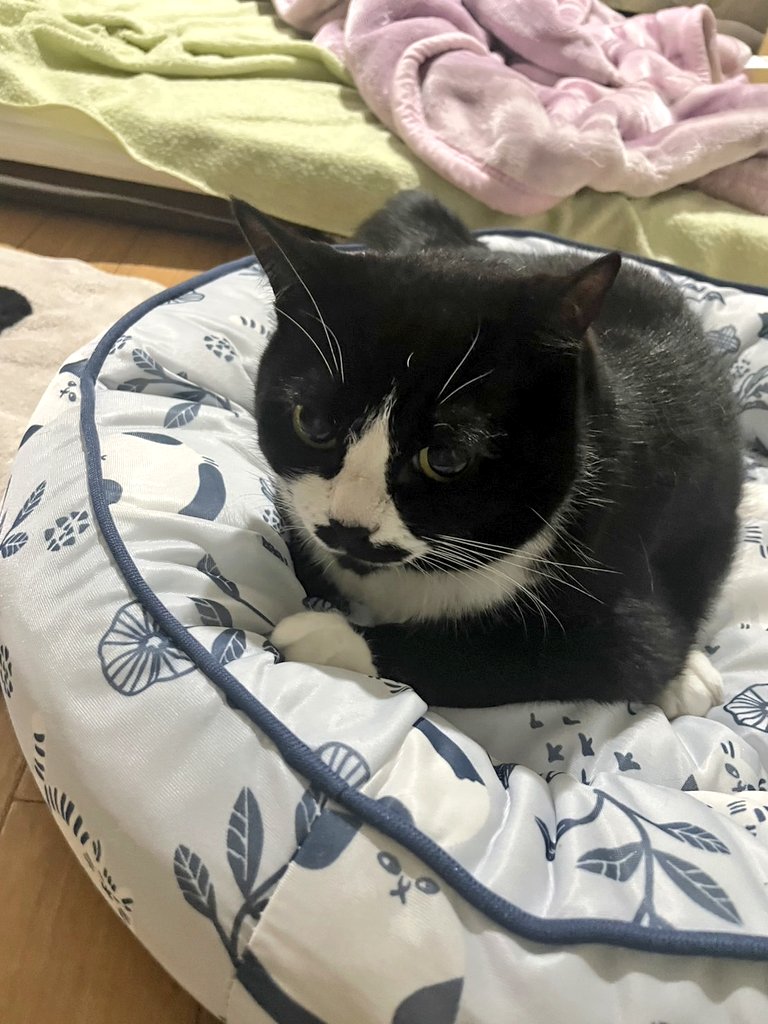 まめ♀(下半身麻痺の猫) (@jigzs8bsVVByZXY) / Posts / X