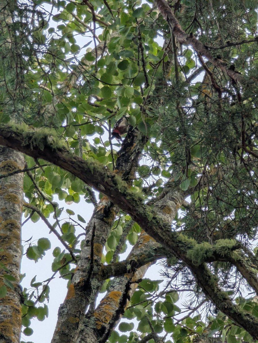 Itsadreally's tweet photo. Woodpecker😊 https://t.co/HB6XrJBC7K