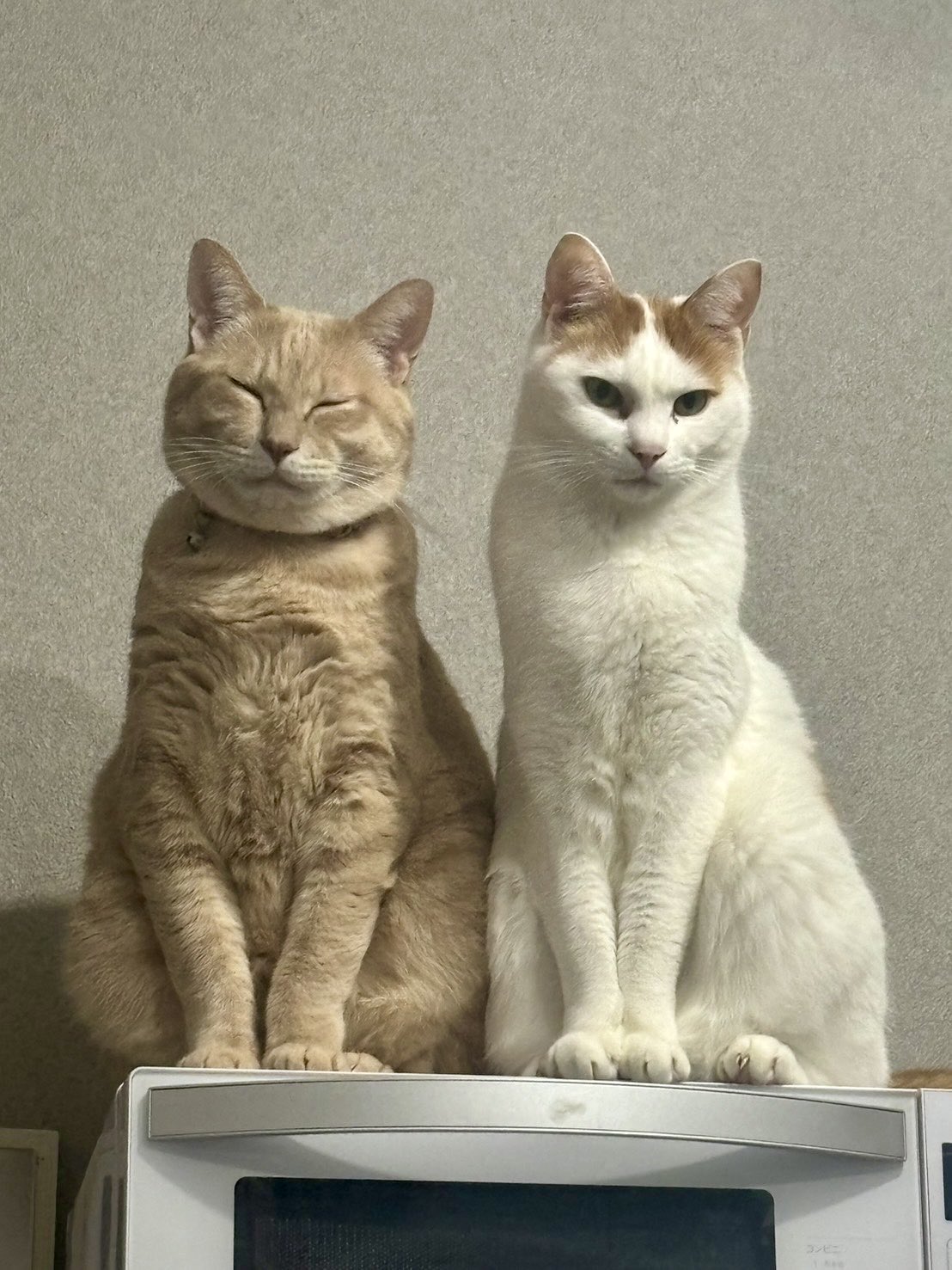 しろねこ様 今と昔のつつじ #ねこ #のせ猫 #つつじ #かご猫 #しろ