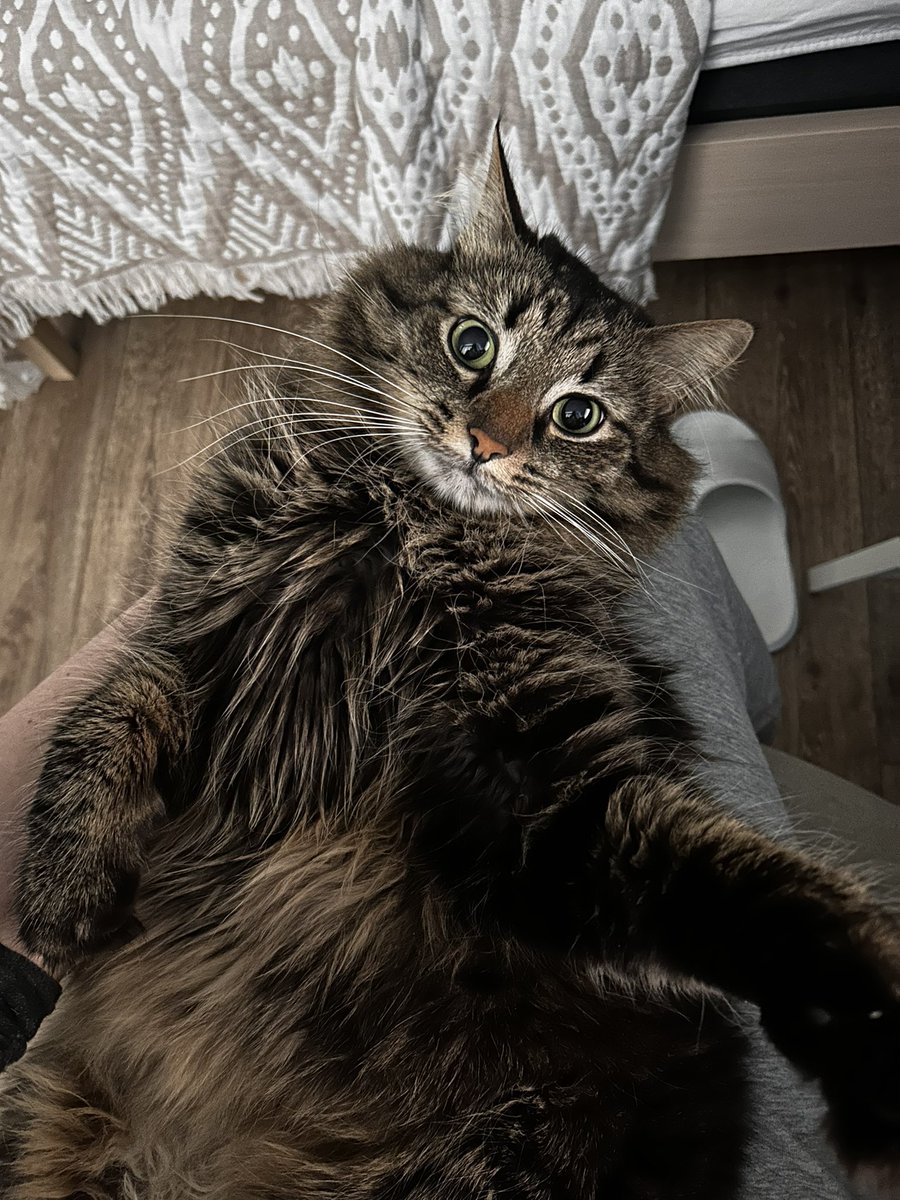 Подсудимый признается виновным в преступлениях против здорового сна хозяйки: выл ночью, дрался, шумно копал лоток, снес своей жопой клавиатуру.