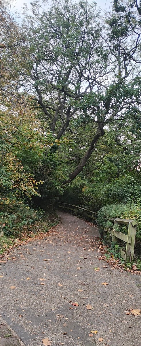 Jesmond Dene parkrun tweet media