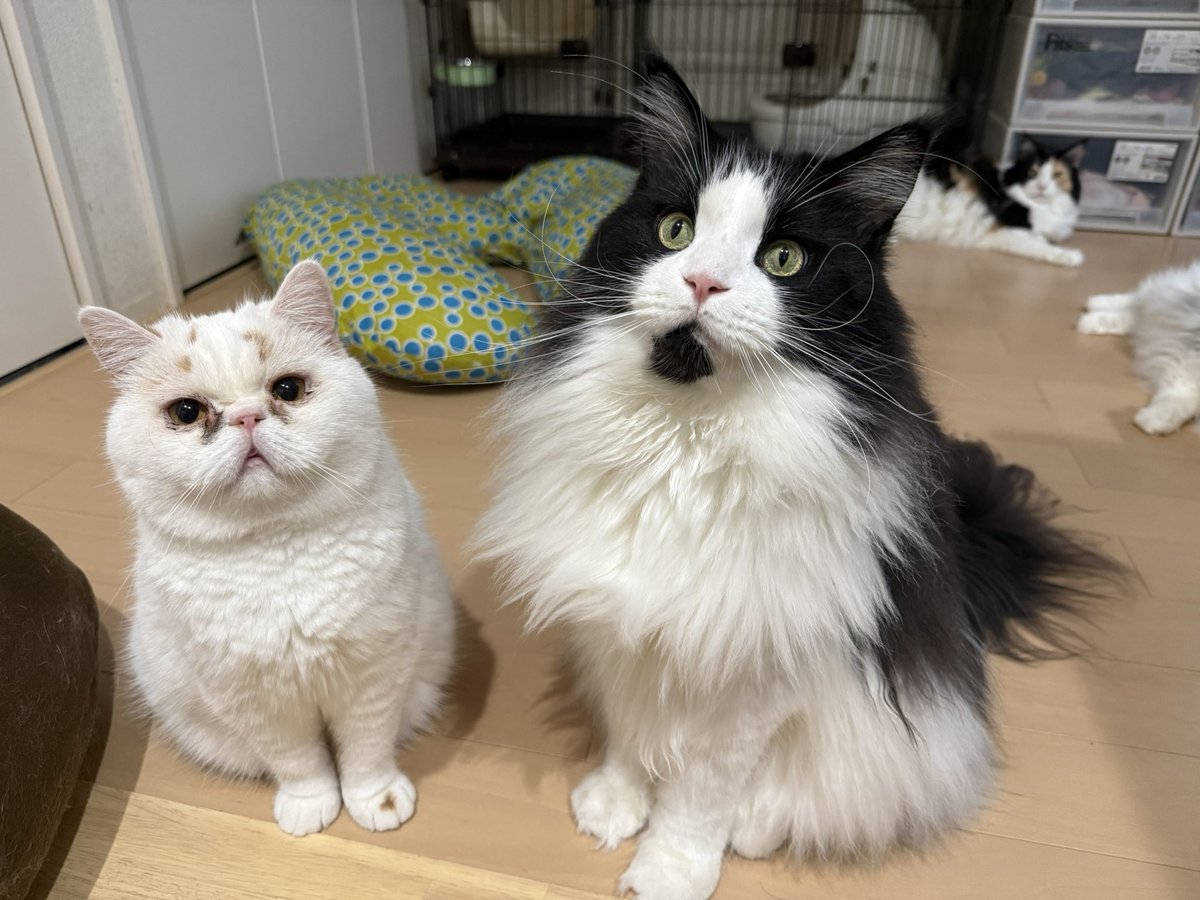 きじねこ 白キジくーちゃん探してます@横浜都筑青葉 (@lostcat_koo0320) / X