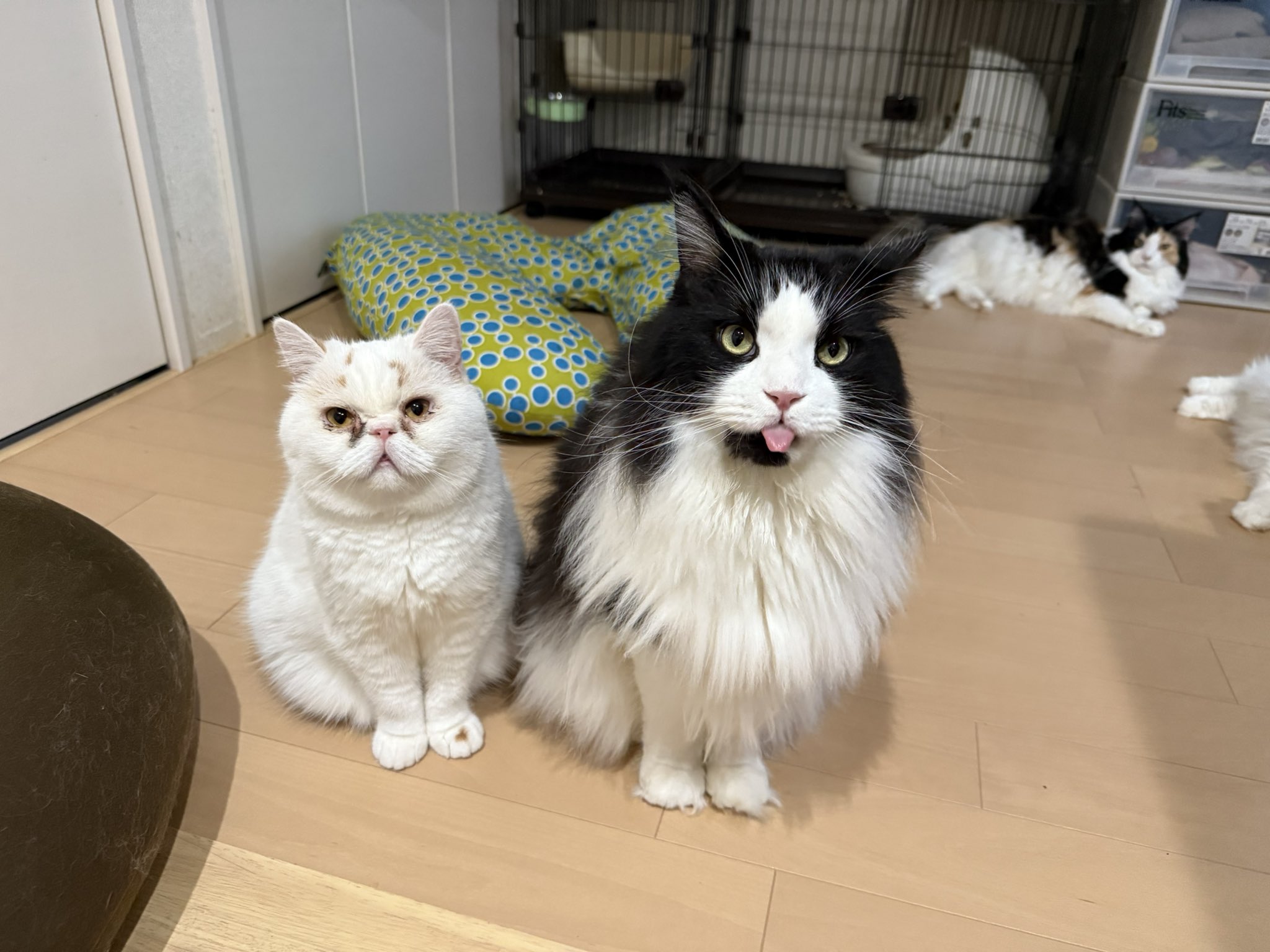 きじとらねこ64 on X: 