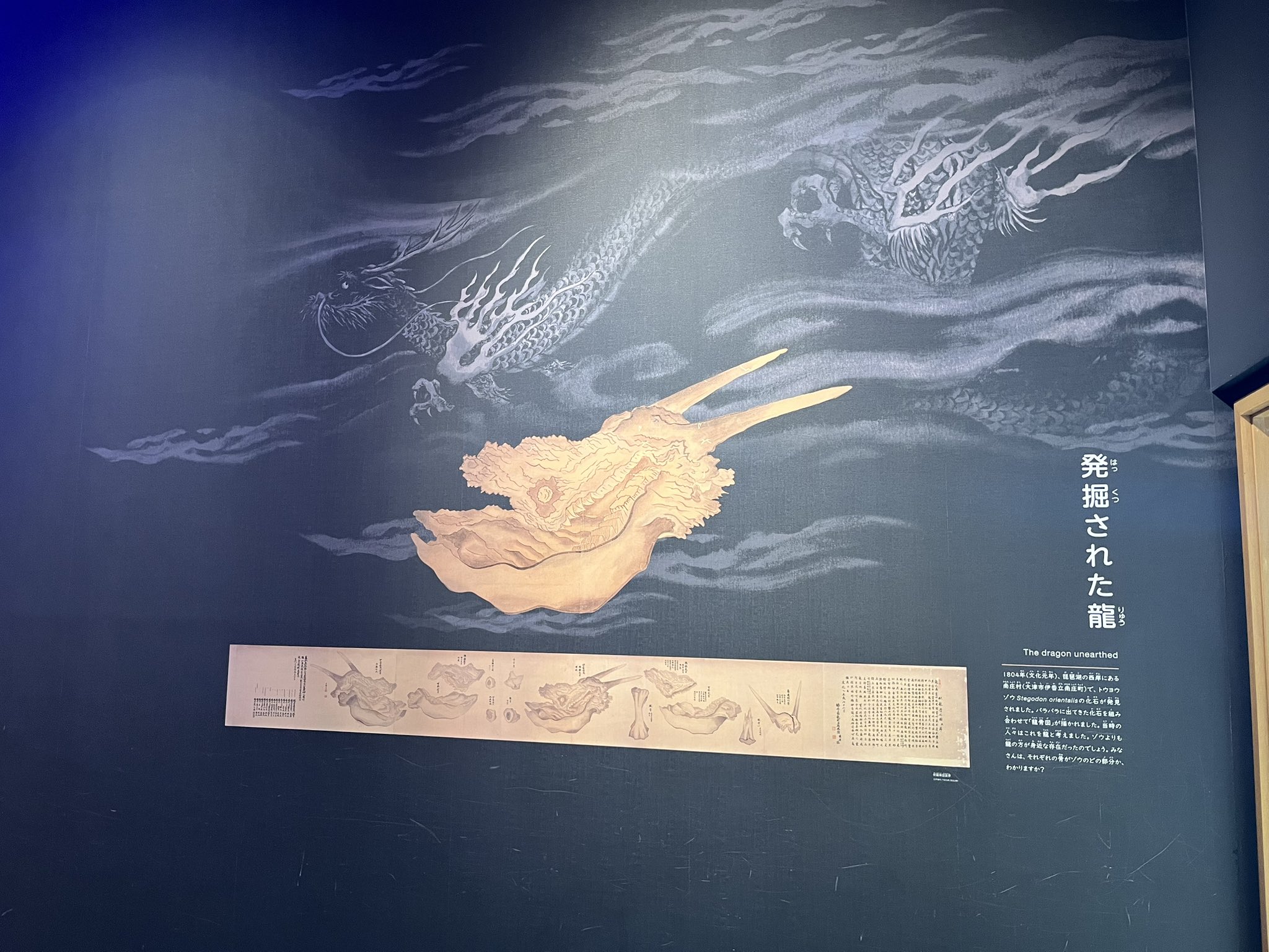 アイ🐬イルカちゃん→デザイナー＆海洋生物専門イラストレーター
