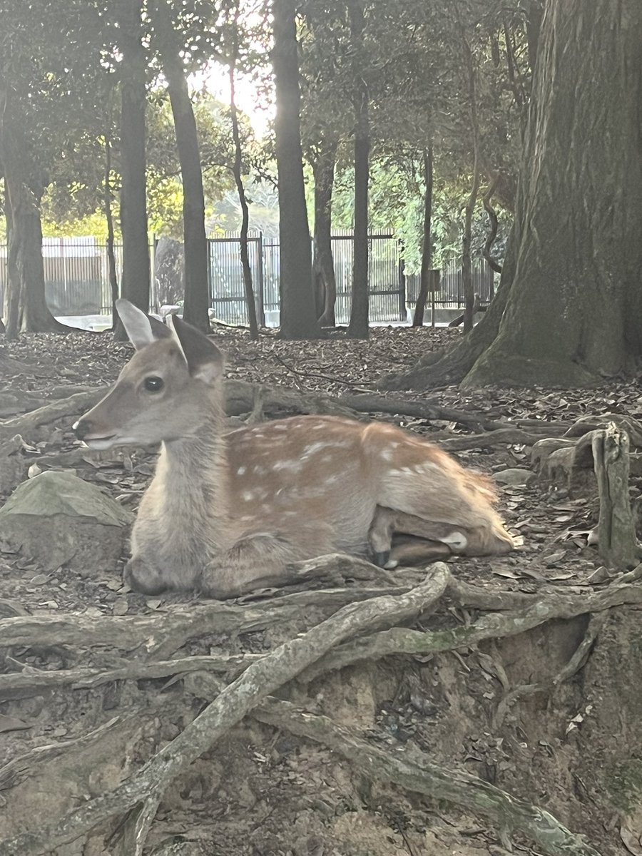 鹿もいた