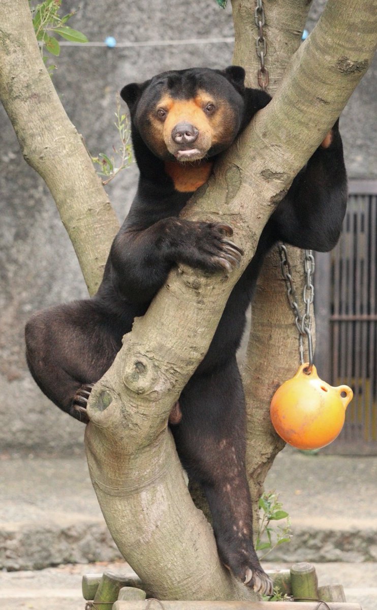 マーティンまたねʕ•ᴥ•ʔฅʾʾ🧡