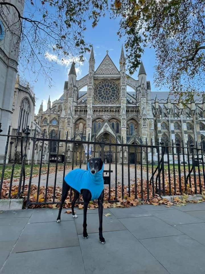 GreyhoundHoming's tweet photo. It’s #WorldTourismDay and Mickey the greyhound is living his best life in London, sightseeing like a pro! Do you think he stopped by for tea with the King? 👑☕
A big thank you to Eleanor for sharing these pics 💕
https://t.co/E8bCraUUGI
#London #DogsOfLondon #LondonLife https://t.co/XvAuQQKVEu