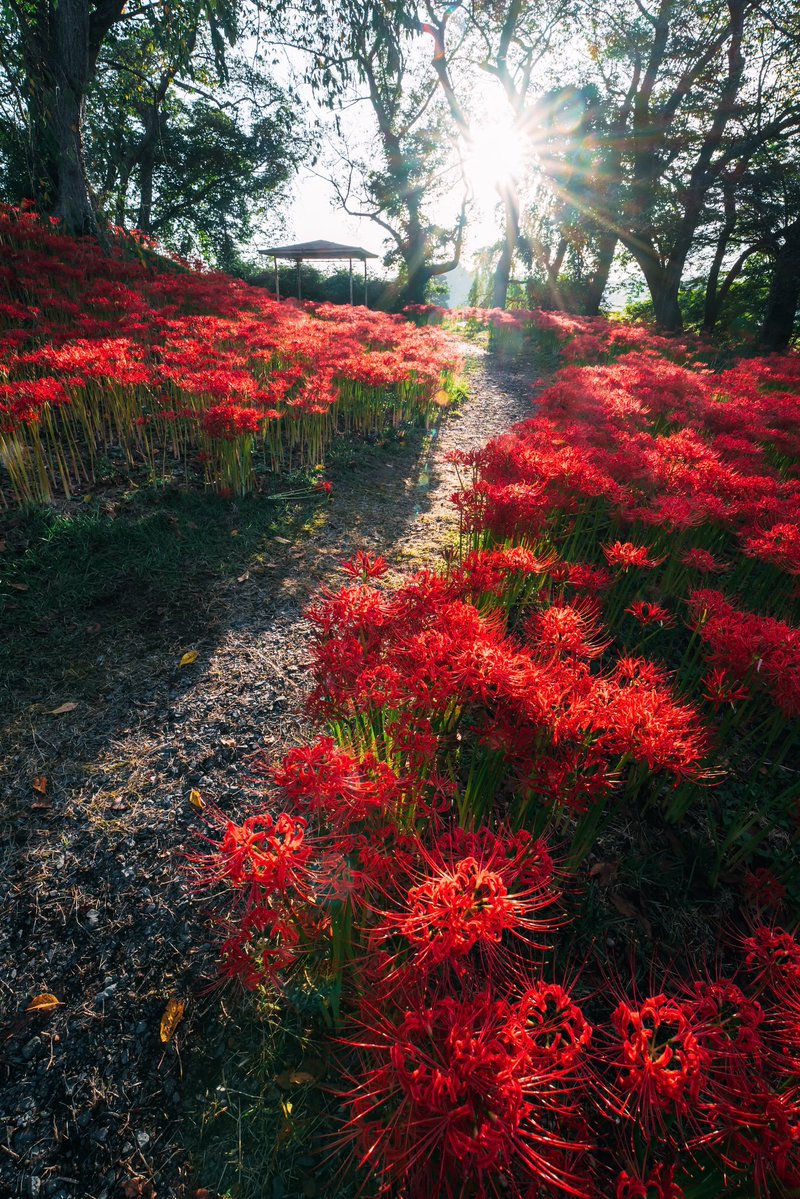 彼岸花の道