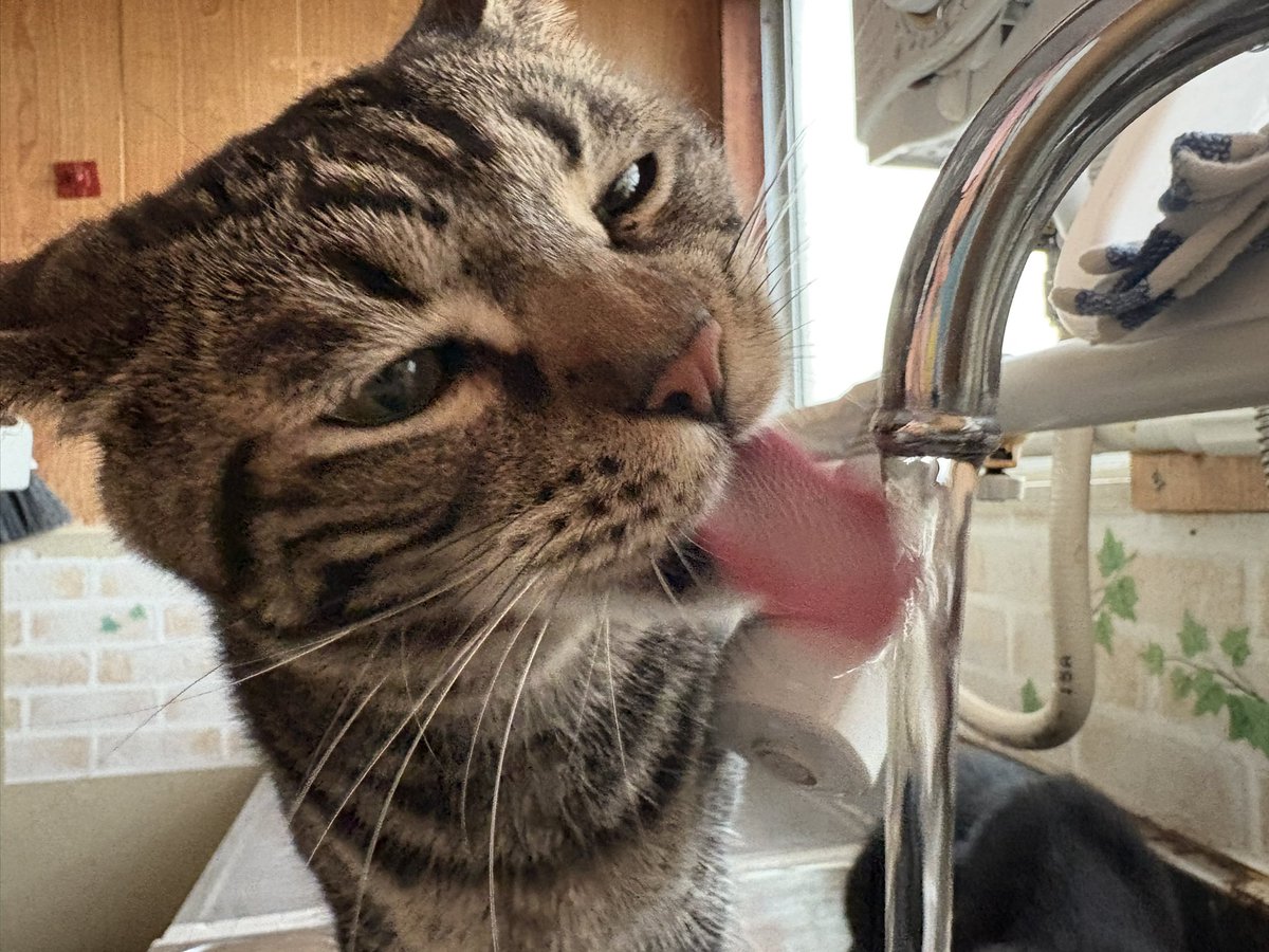 ミカド
　「水道水うめー」

#ねこオアシスオハナ #中津川