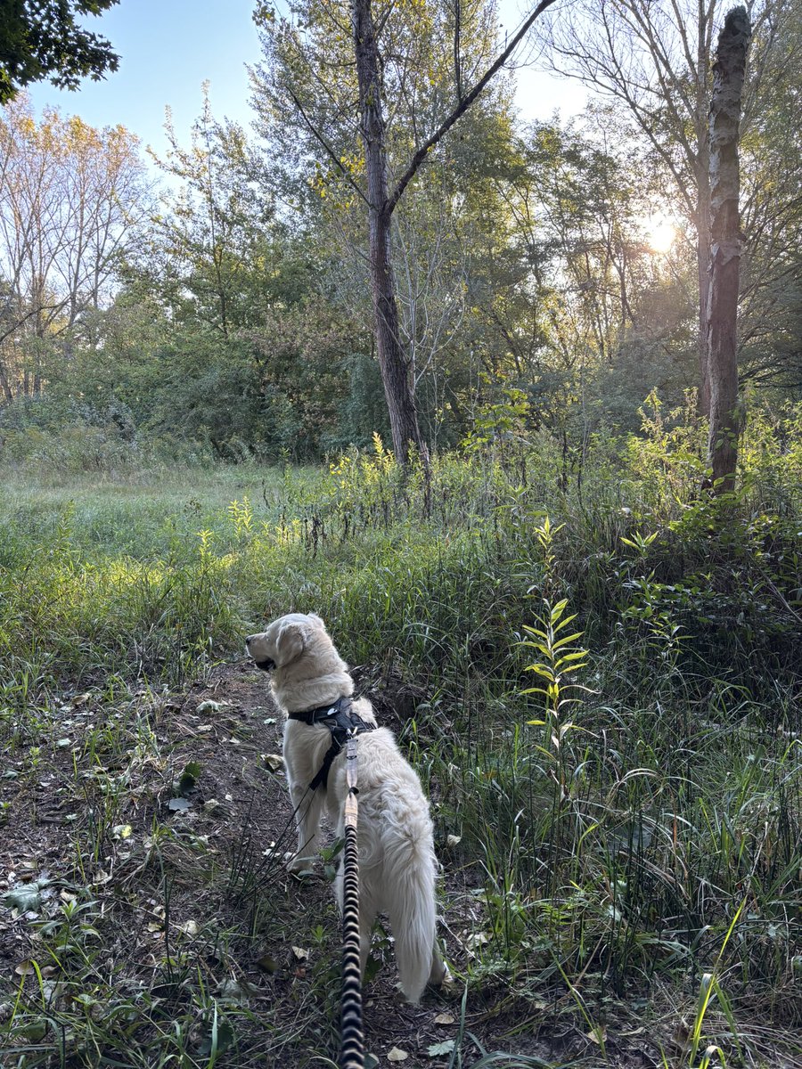 W końcu pobiegaliśmy 😎 Ortopeda dał zielone światło. Kostka stabilna, nic nie boli. 
#trailrunning