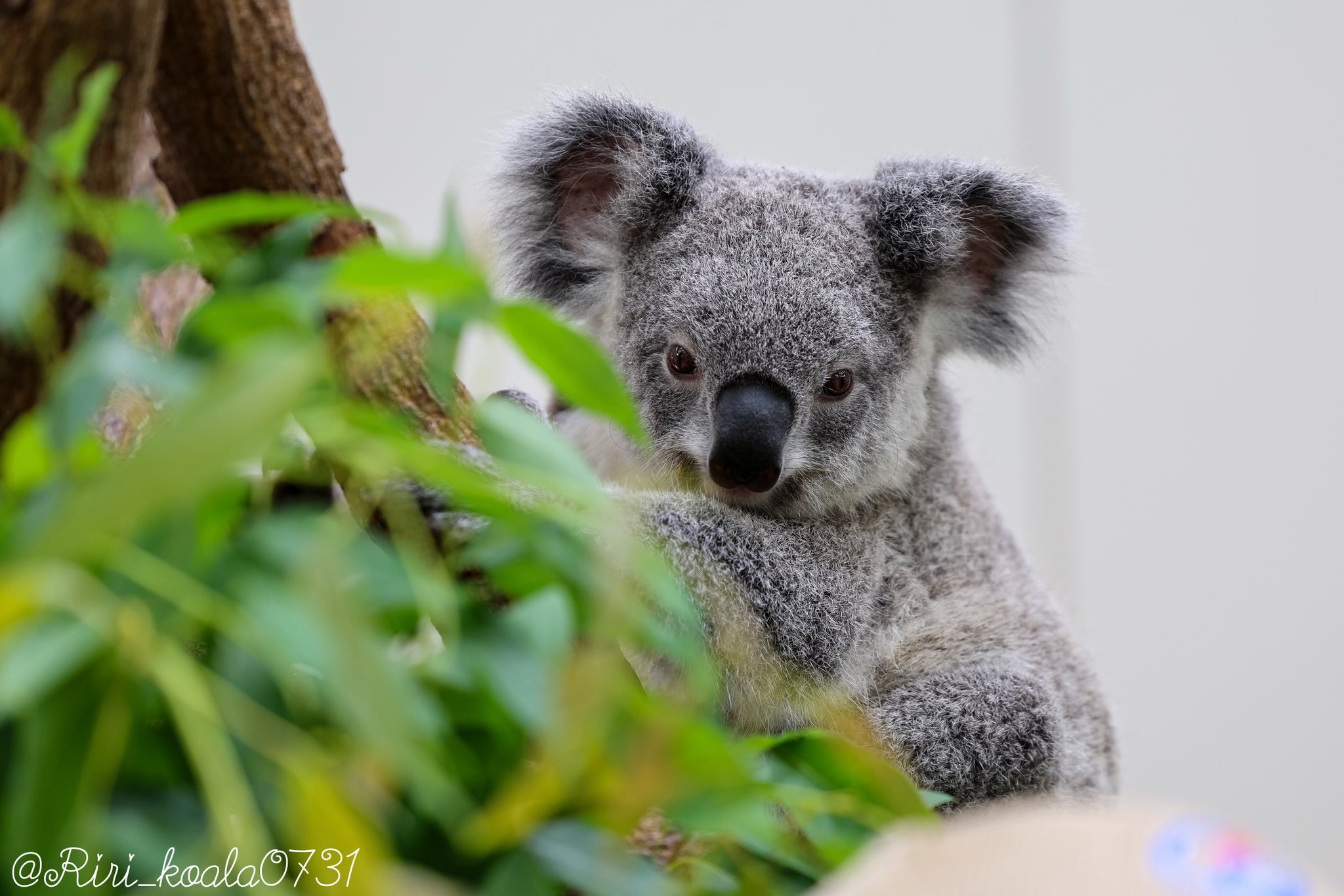 🎀 莉里 🐨 on X: 