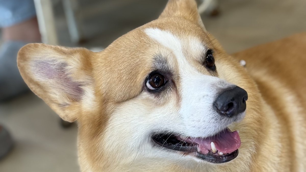 IDEAZONETIMER's tweet image. มาแว้วววว 🦊✨🫶🏻

#THAIchayanon 
#21stShiningTHAIstory