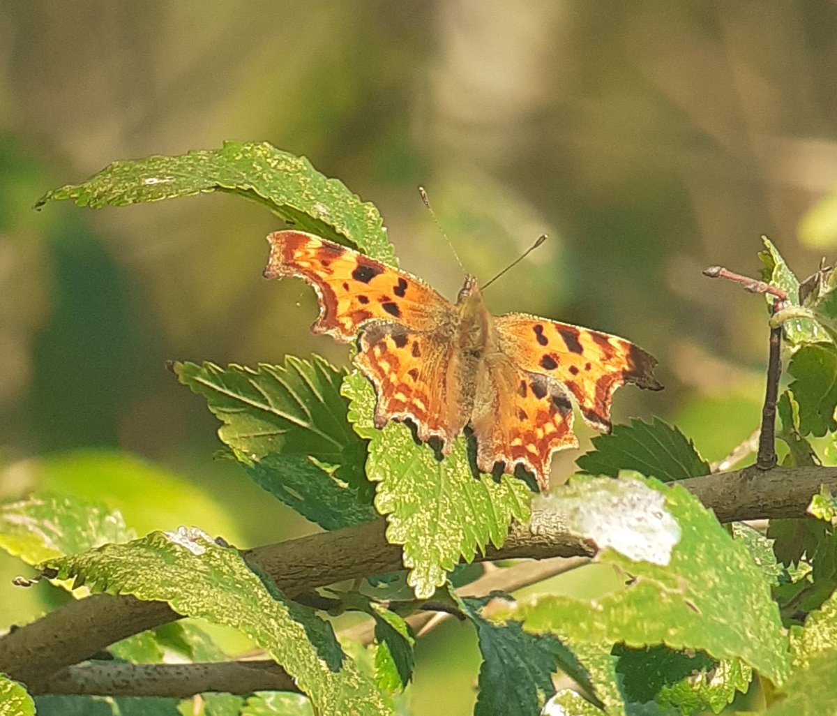 JeremyGaskell's tweet image. The butterfly year is not yet over: a Comma in coastal Suffolk. Nearby was a white butterfly with a distinctly 'mincing' flight action over 75m. Of course it didnt settle. Time to invest In  a butterfly net and some old fashioned 'pillboxes'?