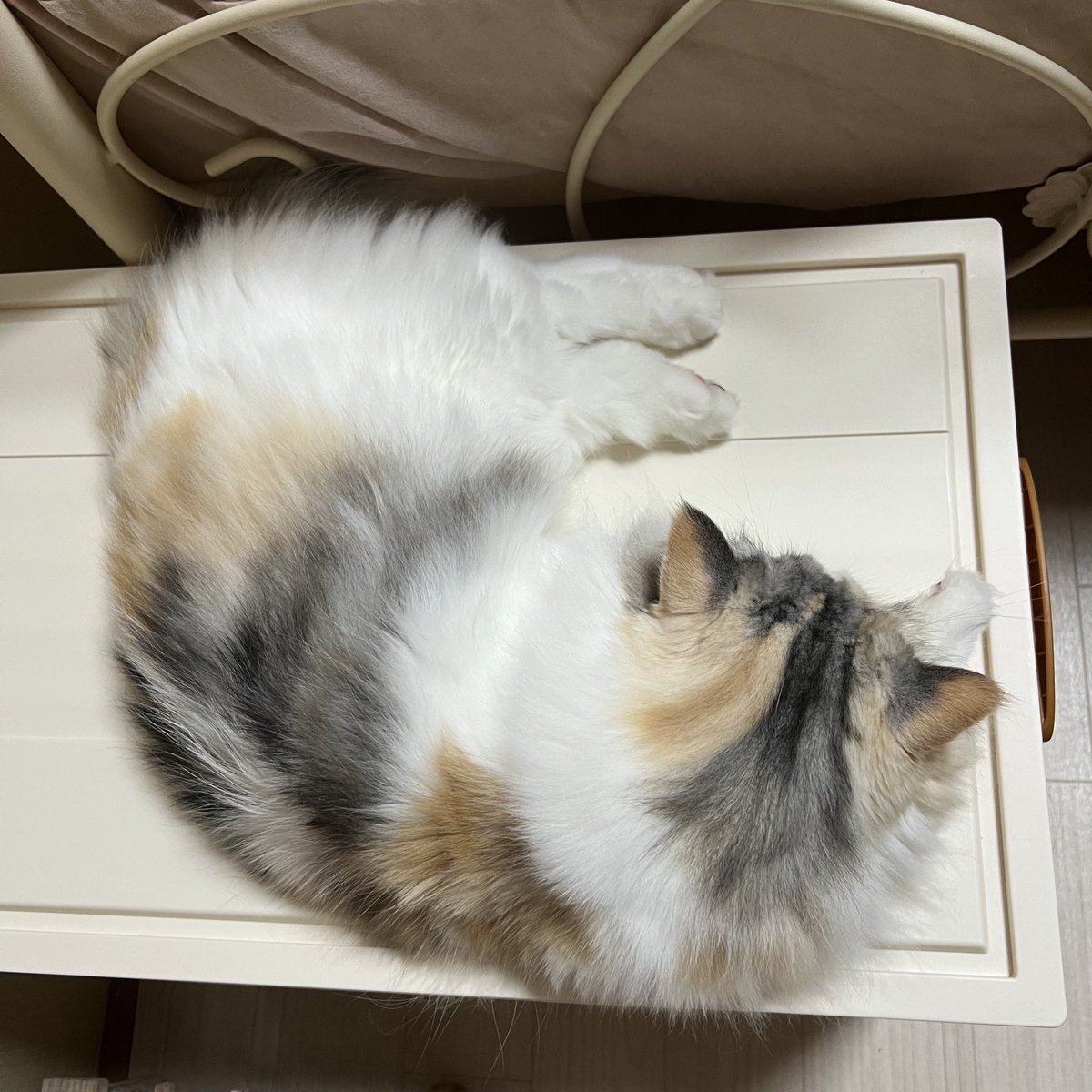 あんよがイカのお寿司🍣