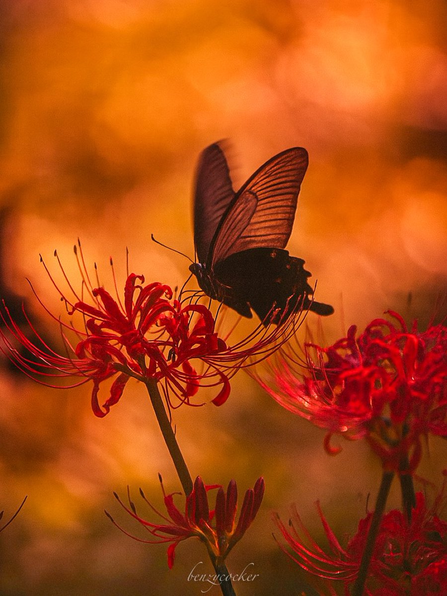 benzycocker's tweet image. 光の名残りに舞う。