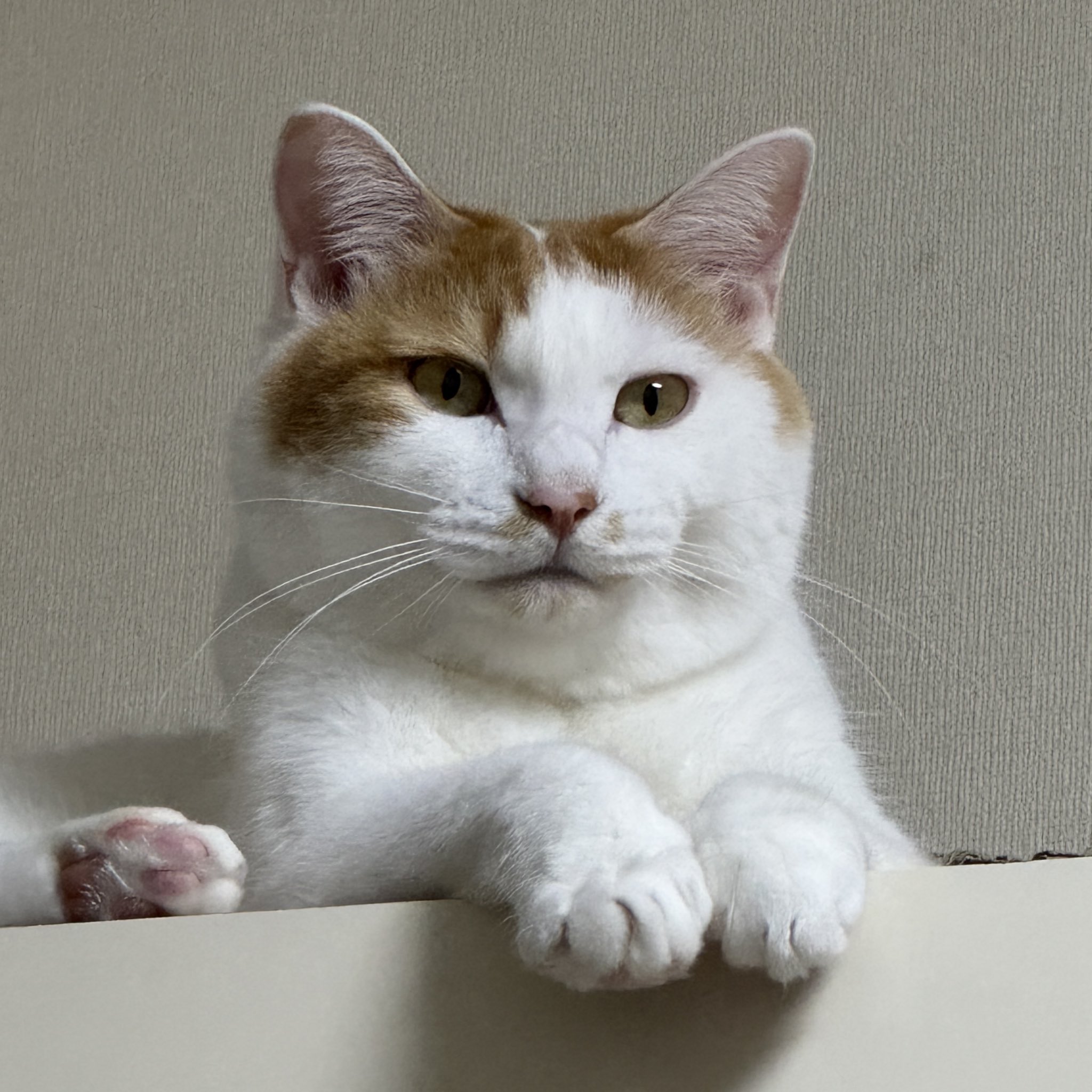 月猫様 にこちゃんの日常 on X: 