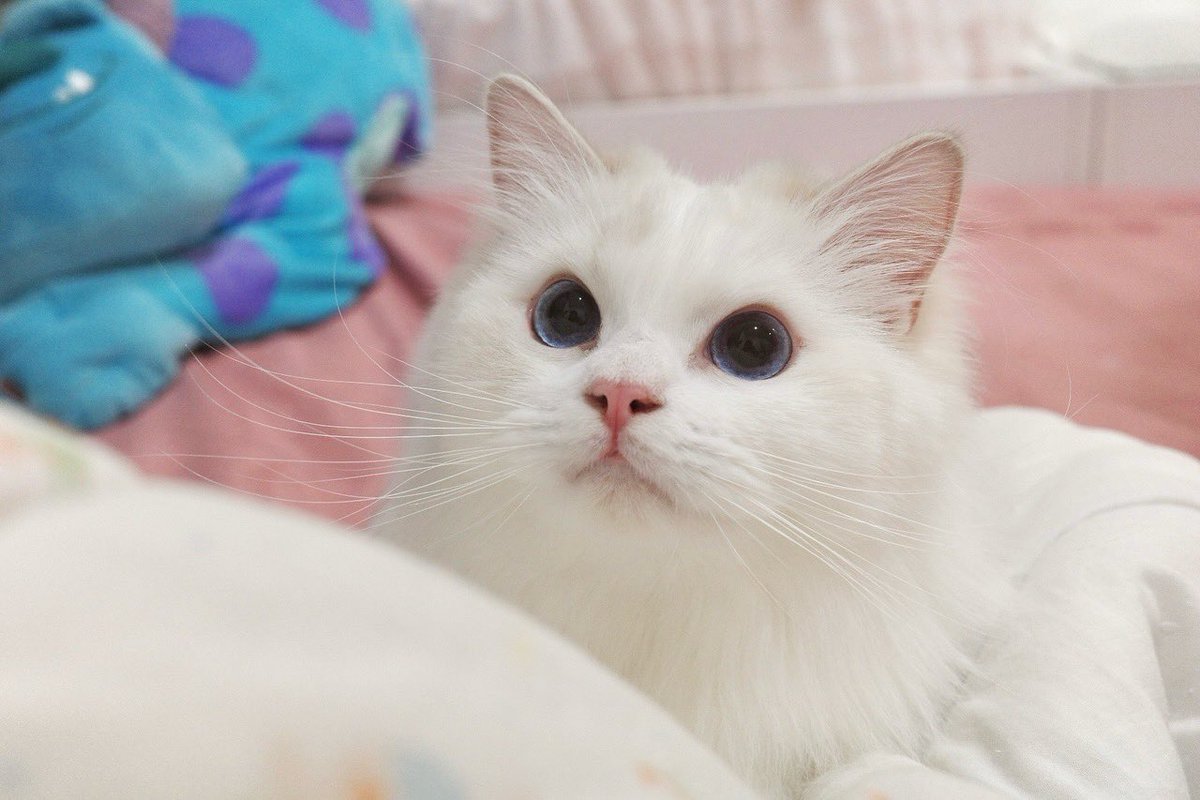 marlowfellow's tweet photo. She’s shaped like a cloud and I’m obsessed☁️
#seablossom🪻

.

#catlover #ragdoll #ragdollthailand #ragdollcat #ragdolllovers #ragdollofinstagram #ragdollworld #ragdollkitten #catsofworld #catloversclub #catsofinstagram #にゃんグラム #cat_features #catdaily #猫 #ねこ https://t.co/0yDzRUxs6E