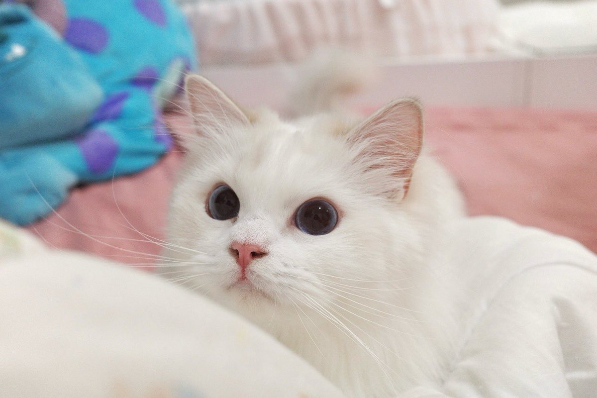 marlowfellow's tweet photo. She’s shaped like a cloud and I’m obsessed☁️
#seablossom🪻

.

#catlover #ragdoll #ragdollthailand #ragdollcat #ragdolllovers #ragdollofinstagram #ragdollworld #ragdollkitten #catsofworld #catloversclub #catsofinstagram #にゃんグラム #cat_features #catdaily #猫 #ねこ https://t.co/0yDzRUxs6E