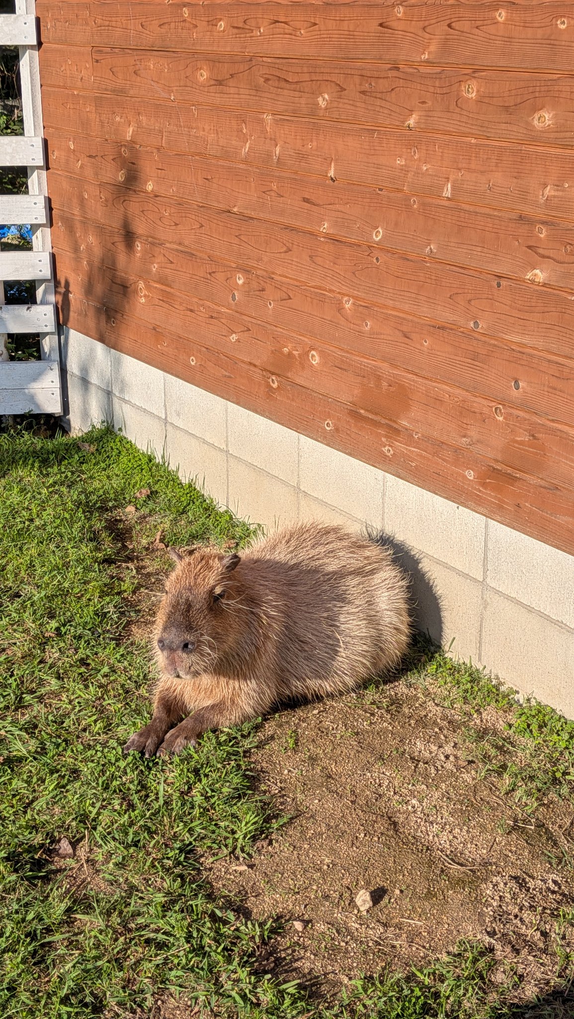 ささ @sasa.capybara (@ice3kyoudai) / X