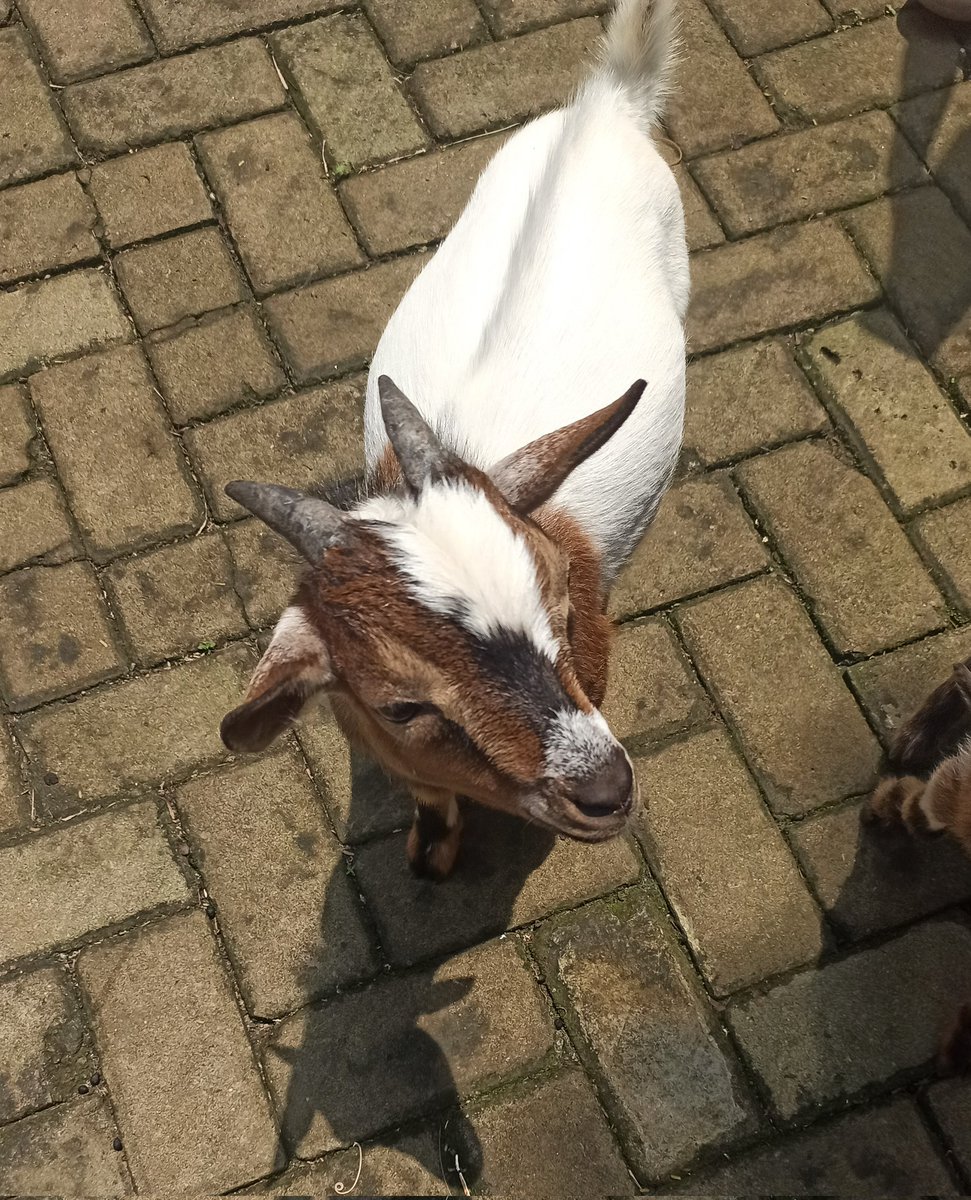 bubblyshoy's tweet photo. short escape dgn bertemu kambing mini iniiiii🩷 https://t.co/HVUeYhwjcI