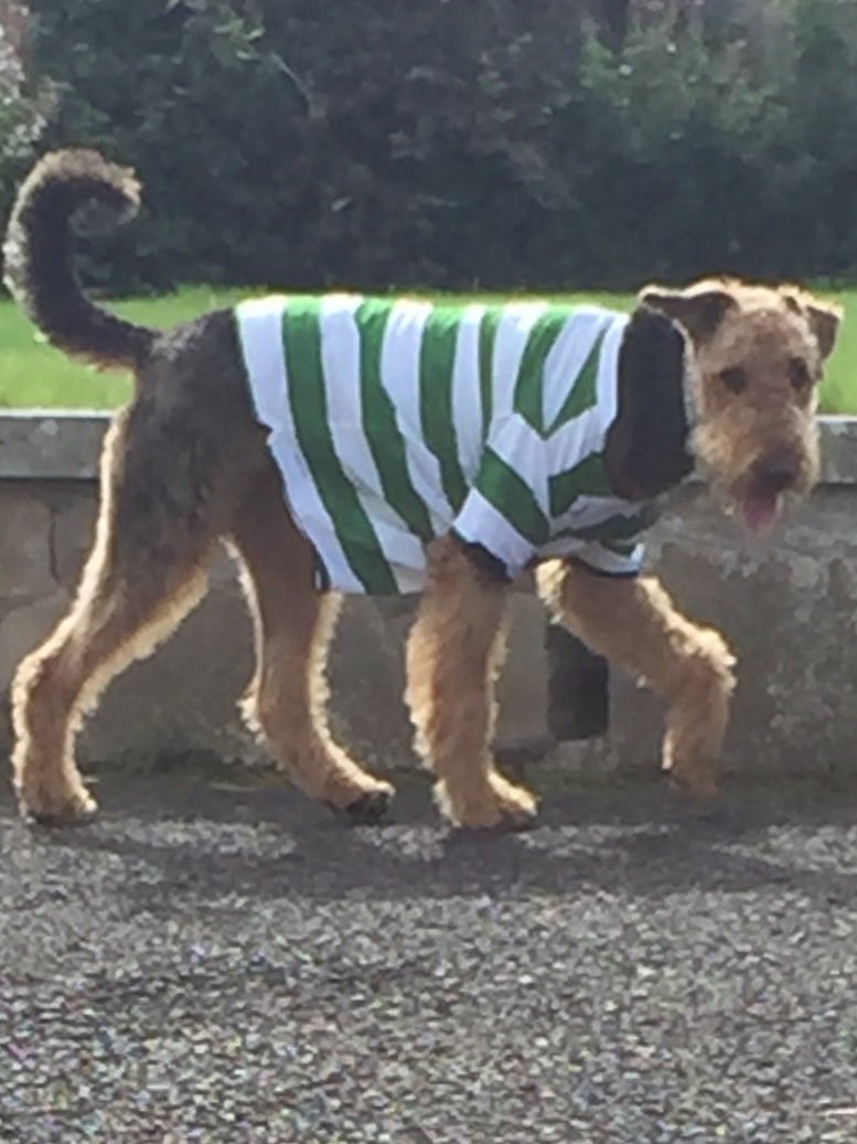 ThomasC21358769's tweet photo. This big dug loves the Celtic 11 today HH 💚☘️💚☘️ https://t.co/UrdFpmTtVH
