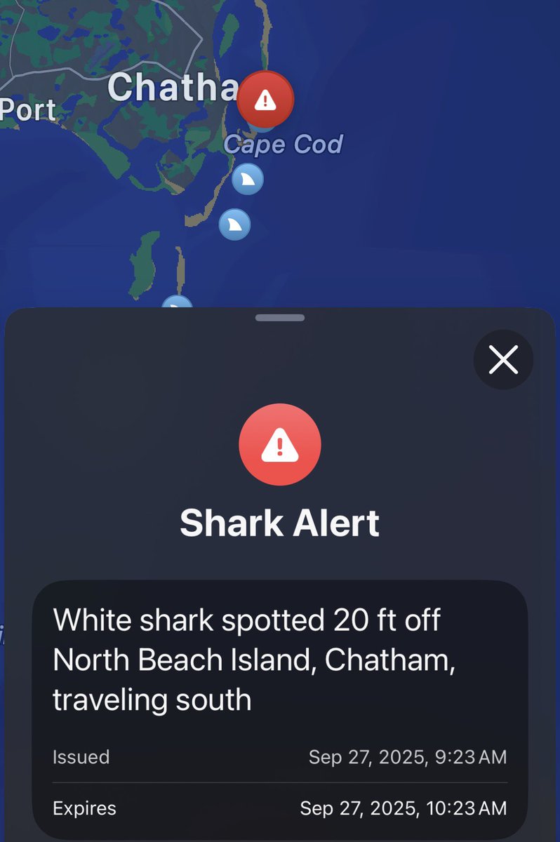 MA Sharks 🦈 tweet media